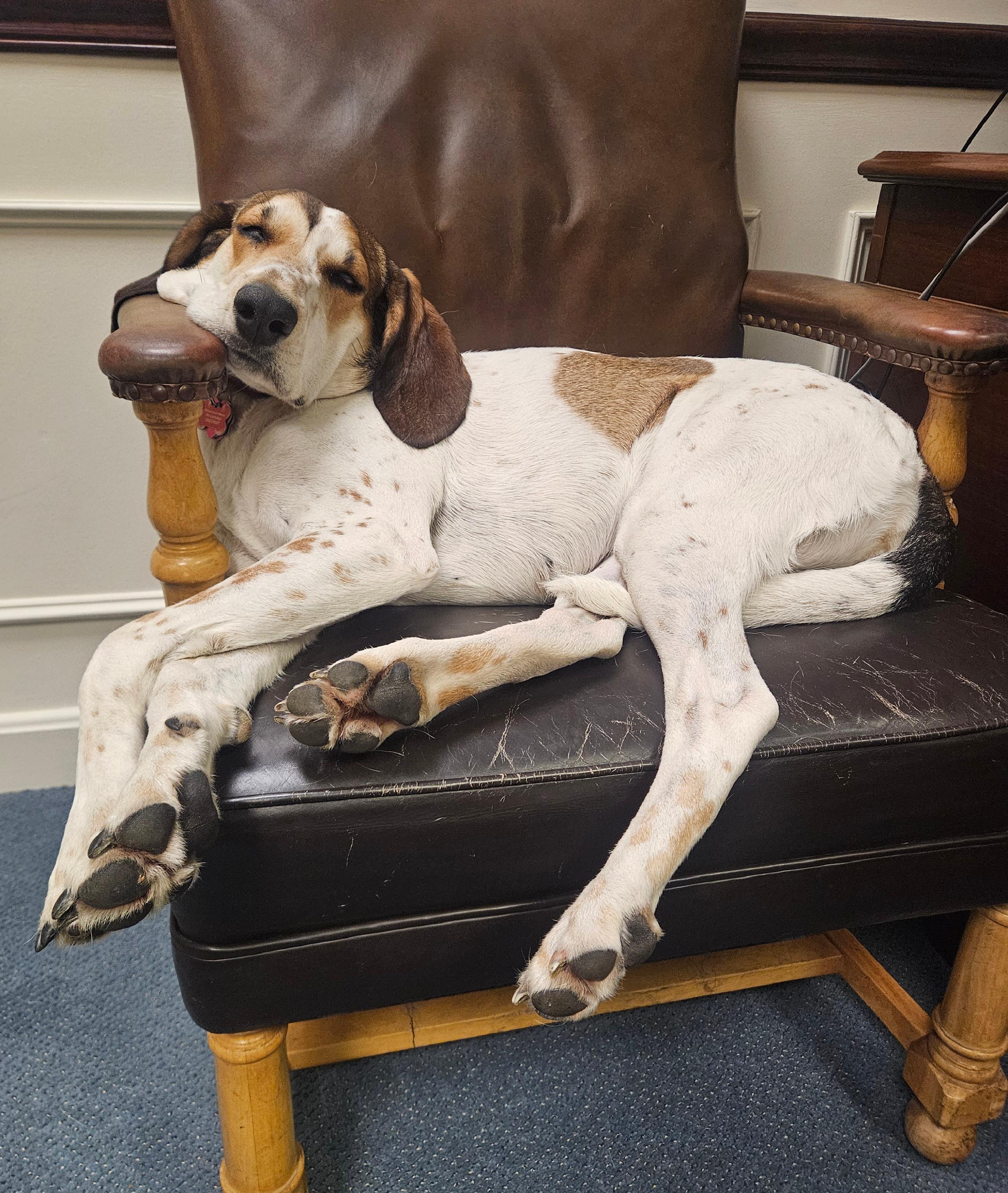 Bertha, a ADOPTABLE Hound in Lexington, MA image 4/6