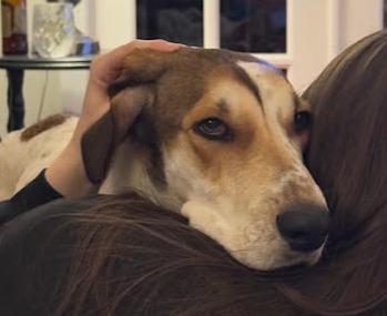 Bertha, a ADOPTABLE Hound in Lexington, MA image 3/6