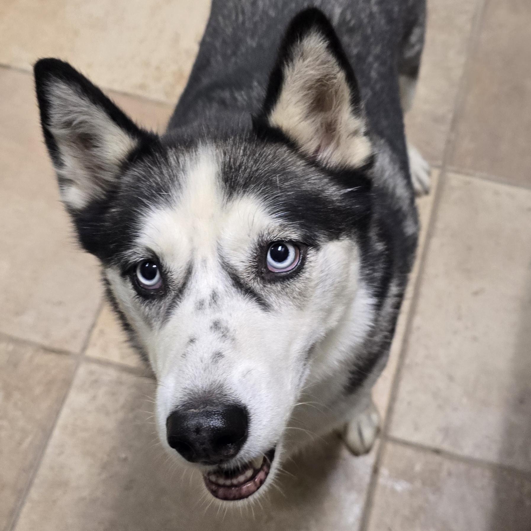 Skye, ADOPTABLE, Adult Female Husky.