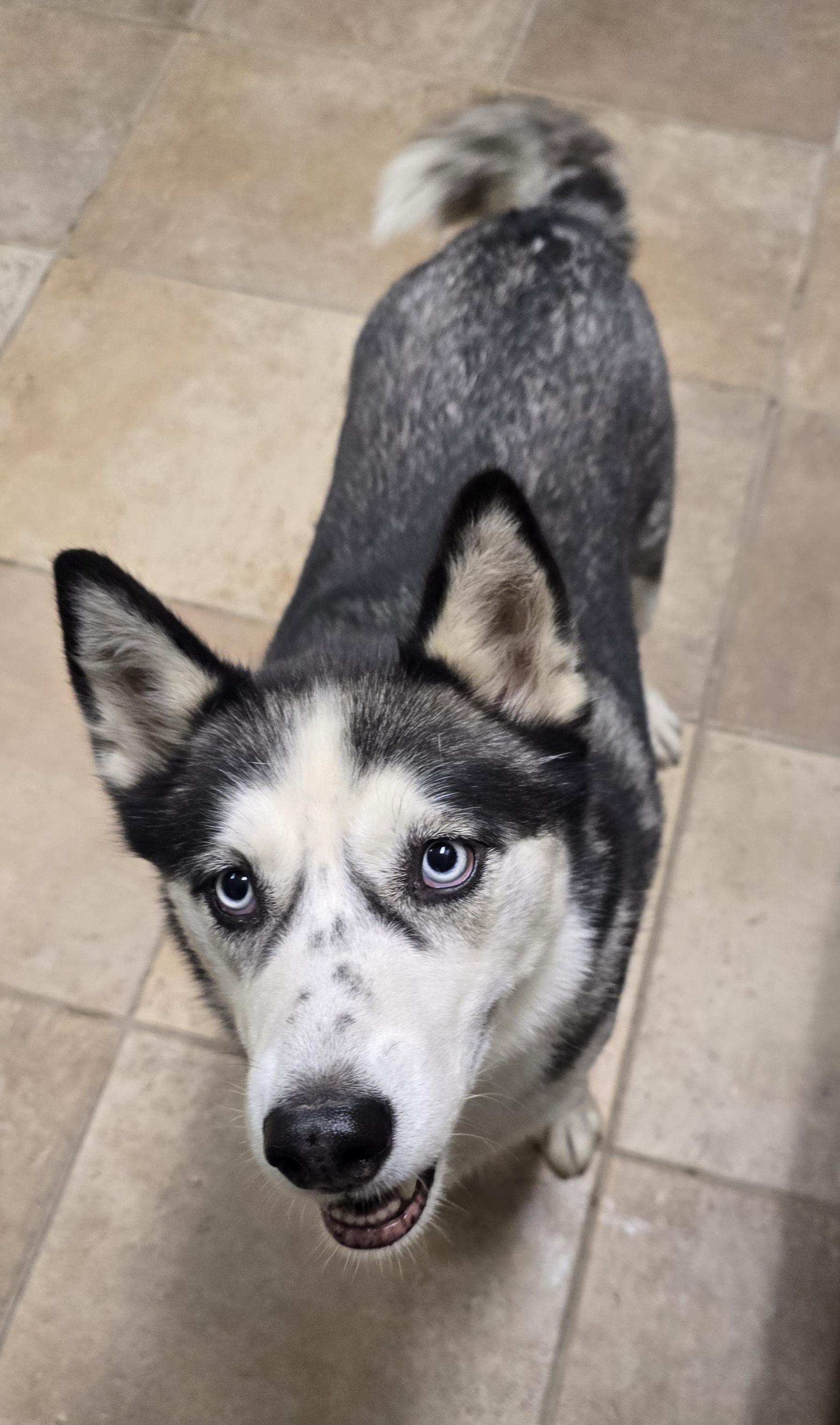 Enlarge Skye, a ADOPTABLE mixed breed in Brainerd, MN image 2/2