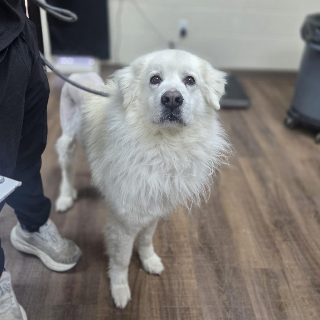 Enlarge Crysta, a Adoptable mixed breed in Incline Village, NV image 1/2