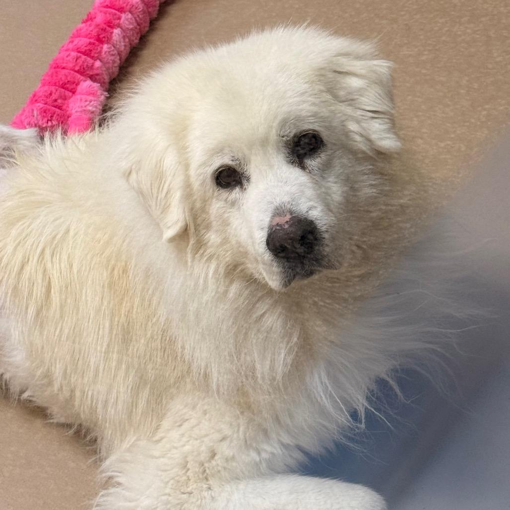 Enlarge Crysta, a Adoptable mixed breed in Incline Village, NV image 2/2