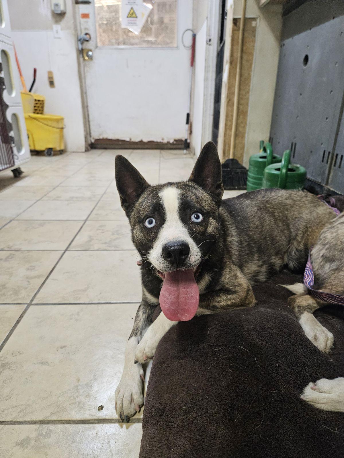 Enlarge Sherlock, a Adoptable Husky in El Centro, CA image 1/2