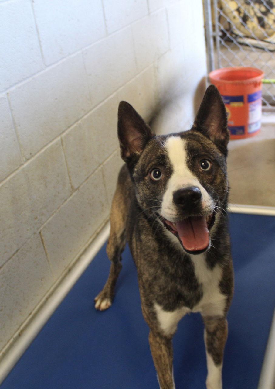 Enlarge Sherlock, a Adoptable Husky in El Centro, CA image 2/2