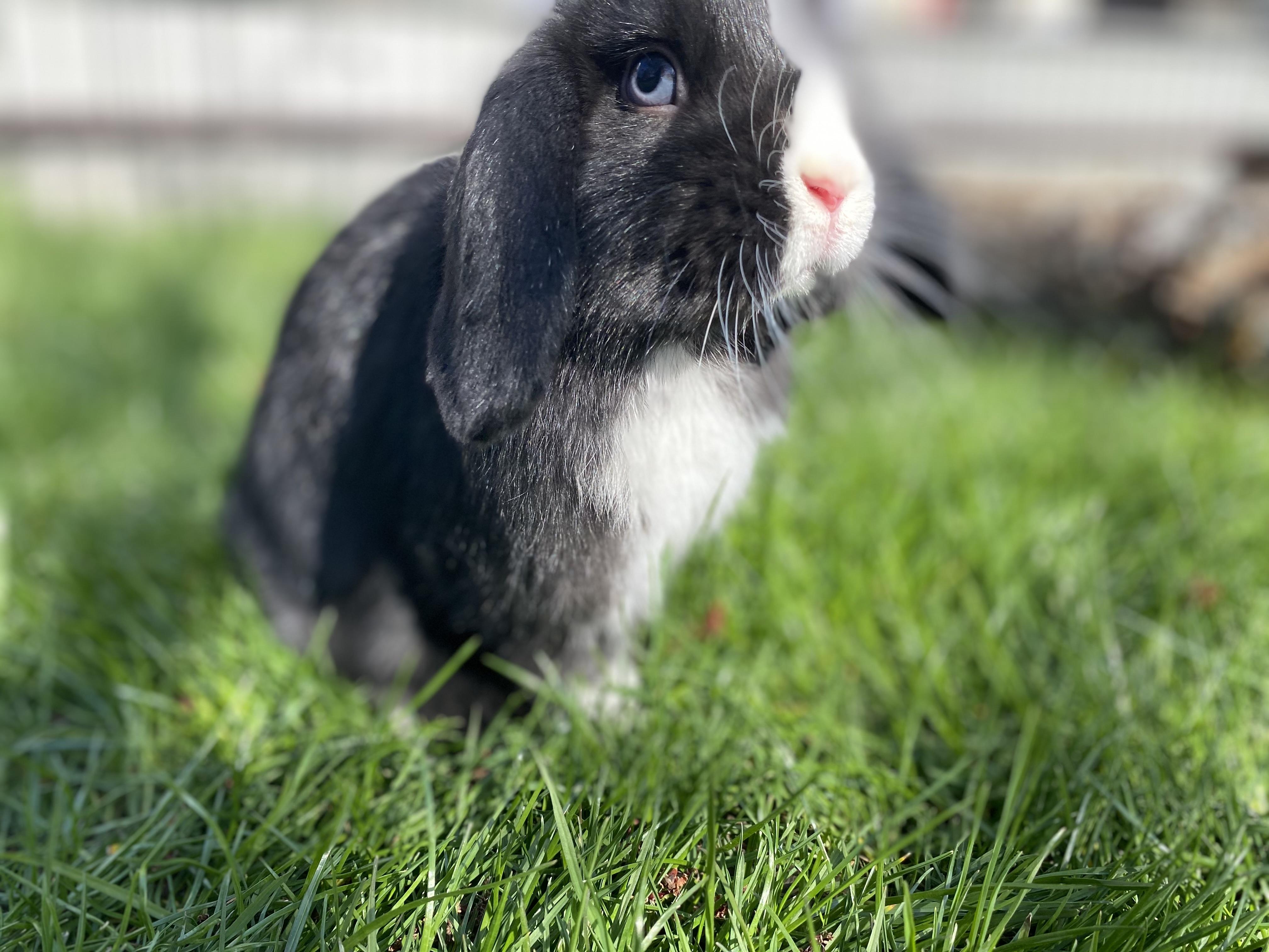 Enlarge Fluffy and Chia, a Adoptable Holland Lop in Sammamish, WA image 2/3