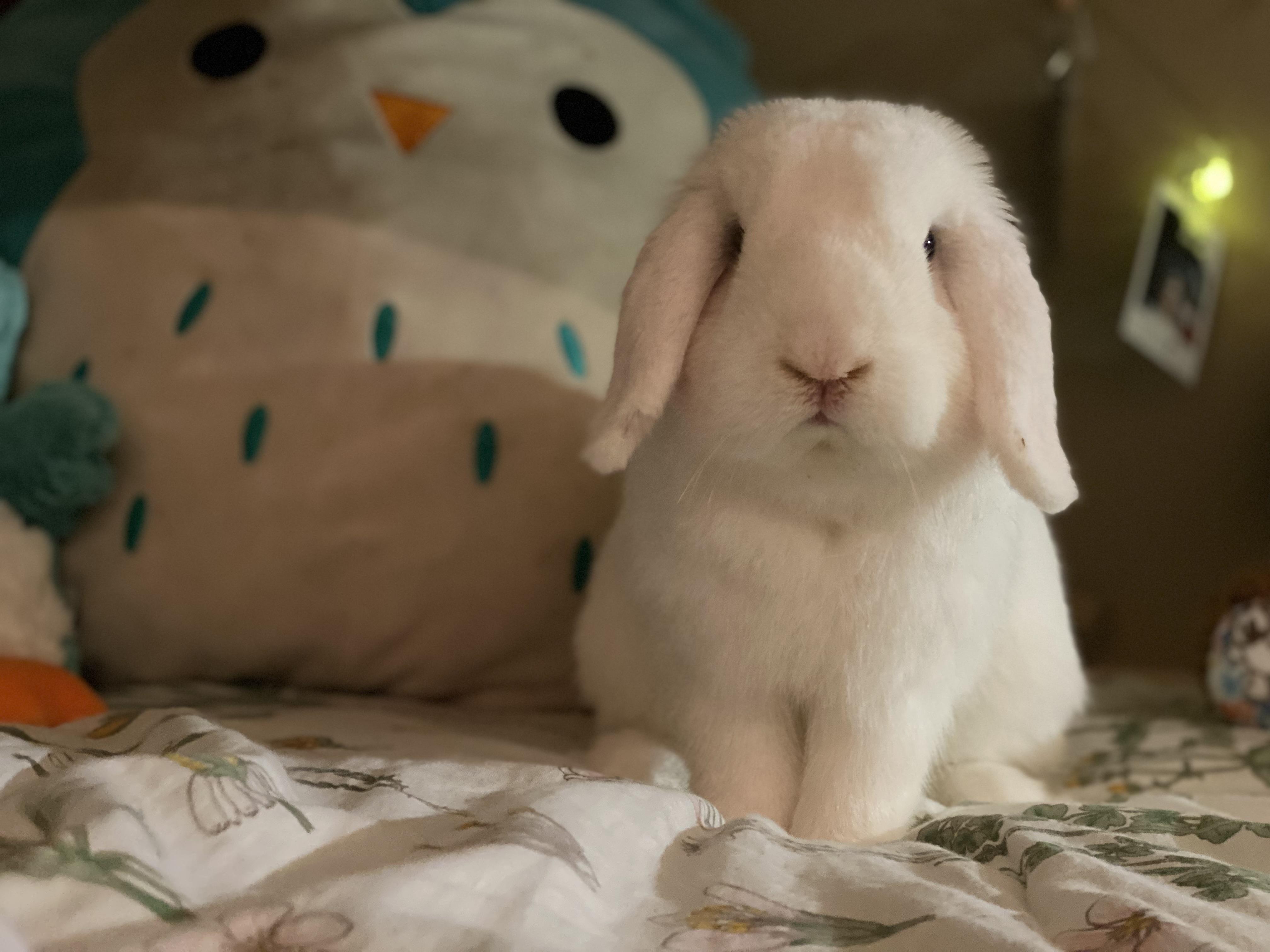 Enlarge Fluffy and Chia, a Adoptable Holland Lop in Sammamish, WA image 3/3