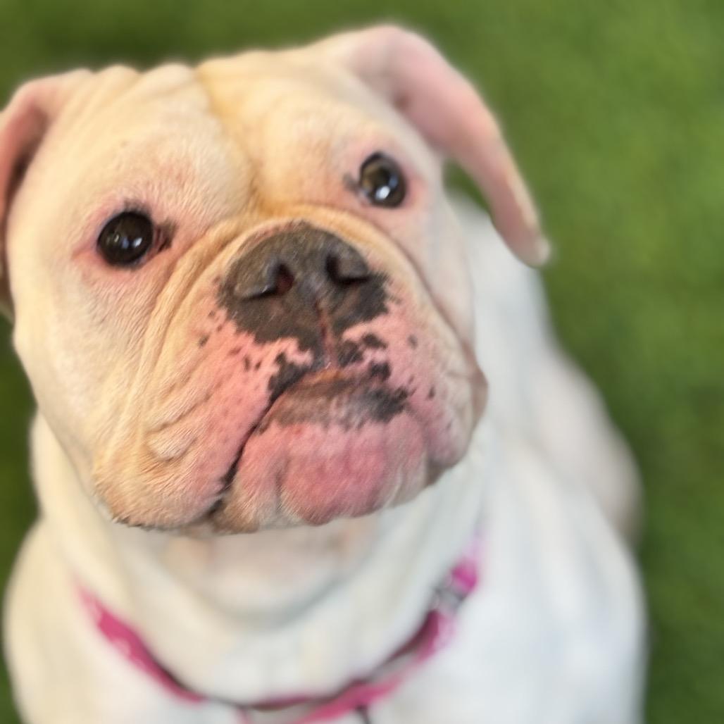 Molly, Adoptable, Adult Female Boxer & English Bulldog.