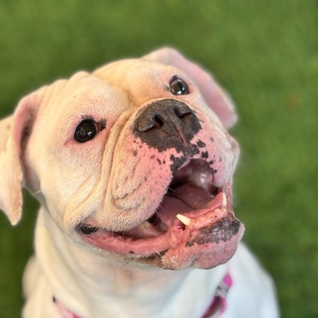 Molly, a Adoptable mixed breed in Henderson, NV image 2/6