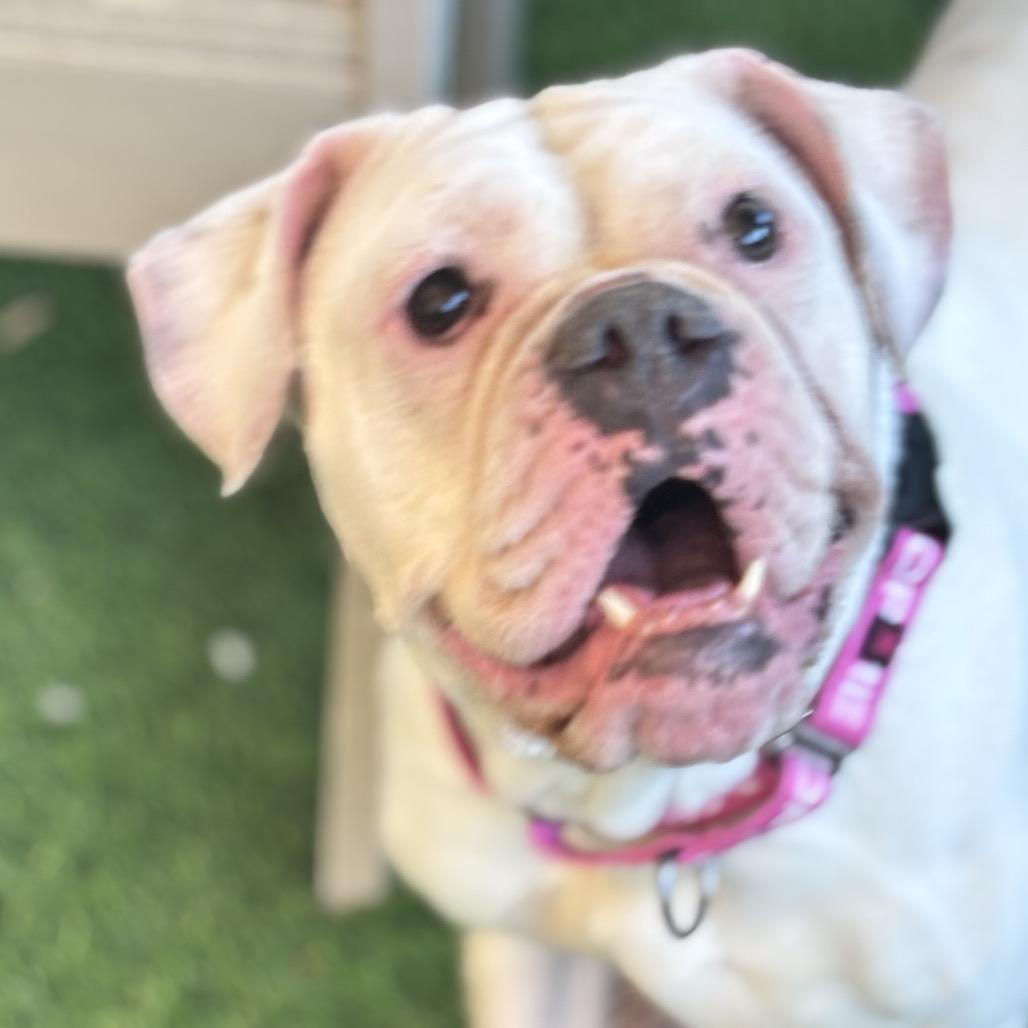 Molly, a Adoptable mixed breed in Henderson, NV image 3/6