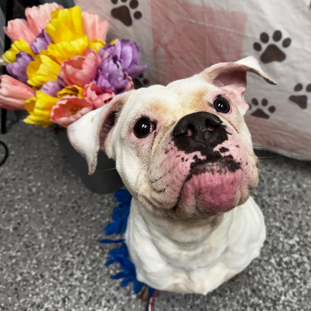 Molly, a Adoptable mixed breed in Henderson, NV image 4/6
