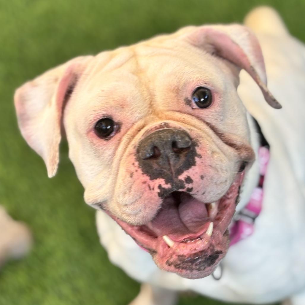 Molly, a Adoptable mixed breed in Henderson, NV image 5/6
