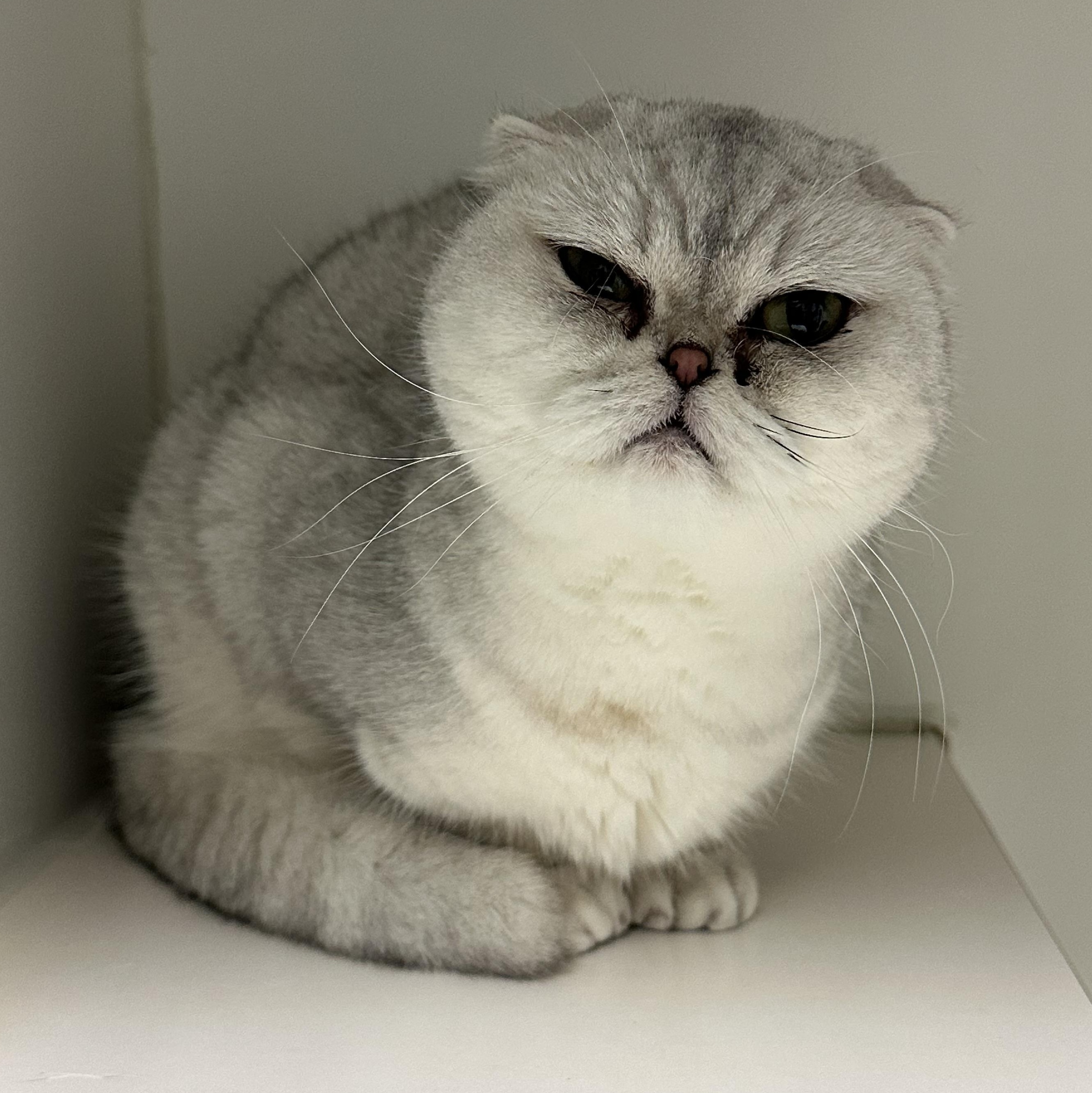 Enlarge Stormi & Bella , a ADOPTABLE Domestic Short Hair in Clifton, NJ image 5/6