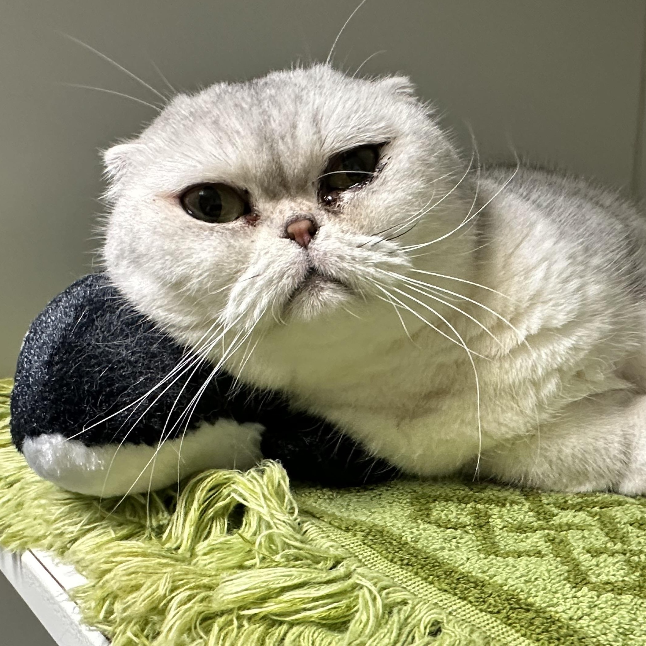 Enlarge Stormi & Bella , a ADOPTABLE Domestic Short Hair in Clifton, NJ image 1/6