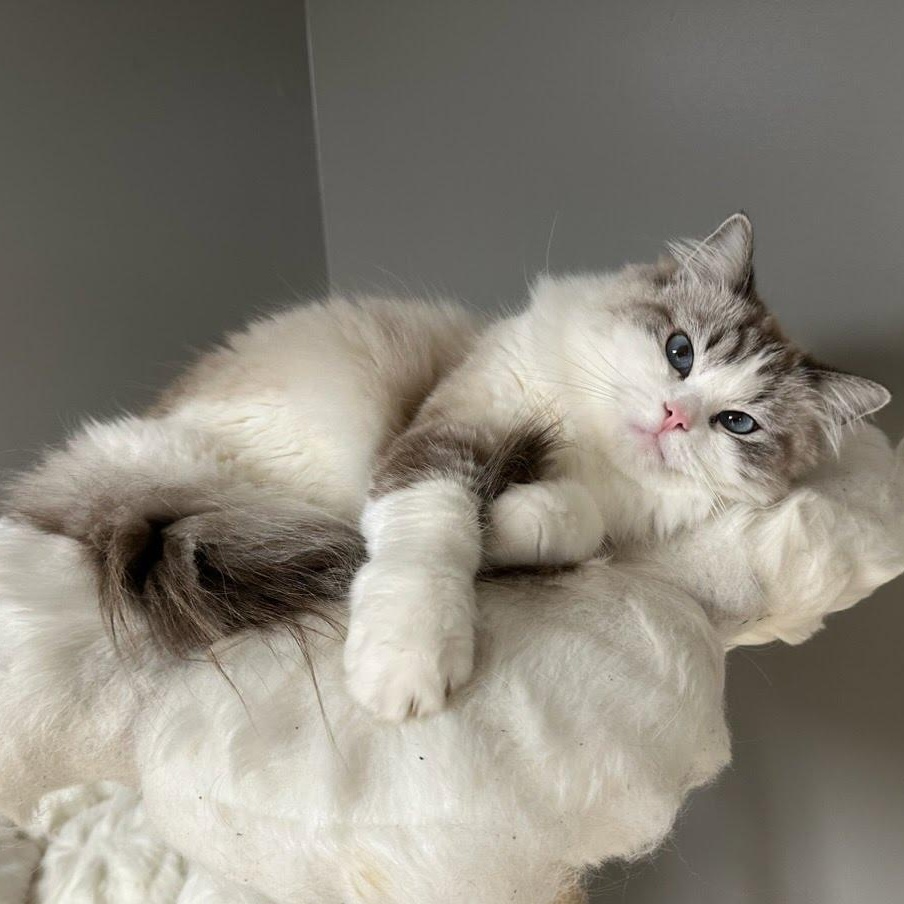 Enlarge Stormi & Bella , a ADOPTABLE Domestic Short Hair in Clifton, NJ image 3/6