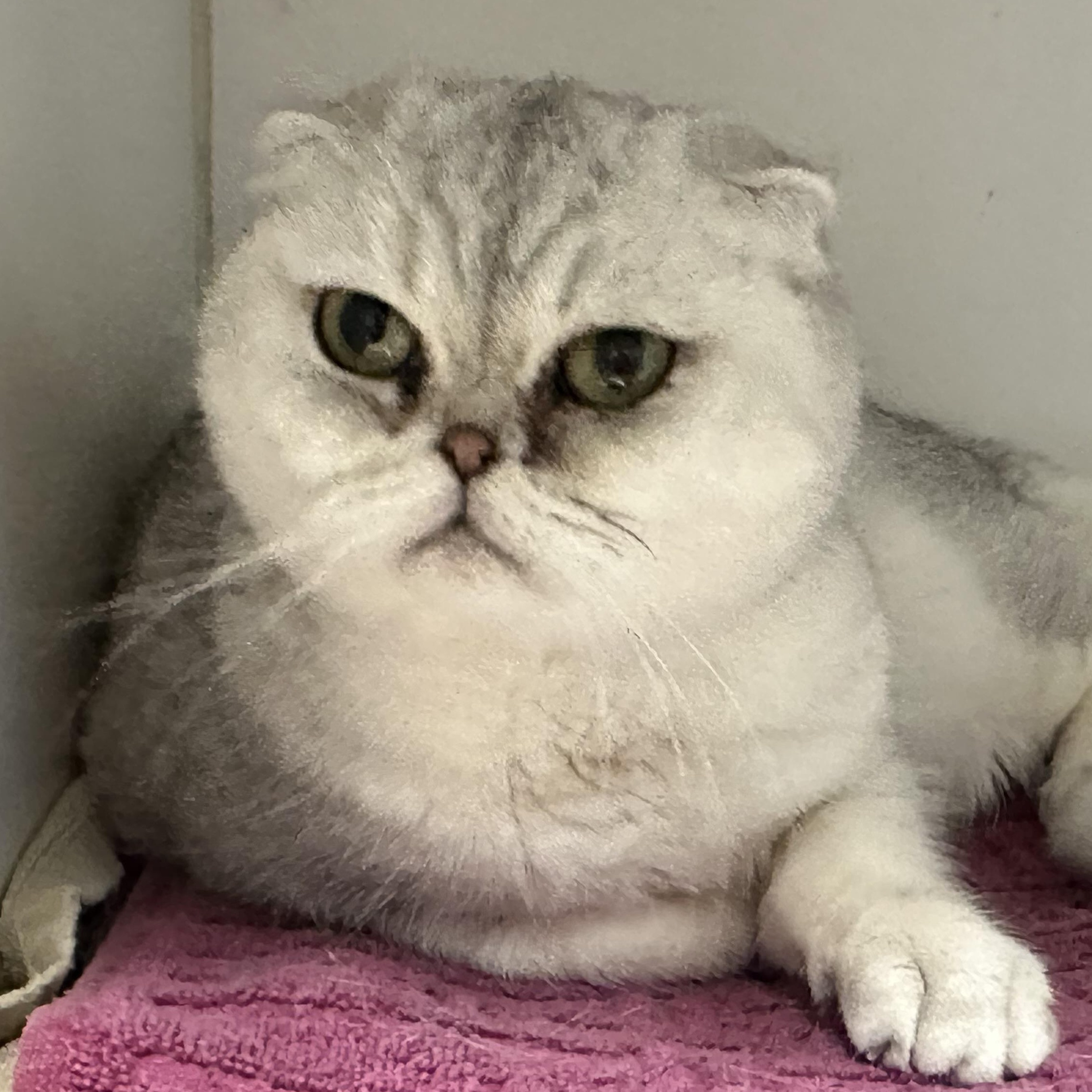 Enlarge Stormi & Bella , a ADOPTABLE Domestic Short Hair in Clifton, NJ image 4/6