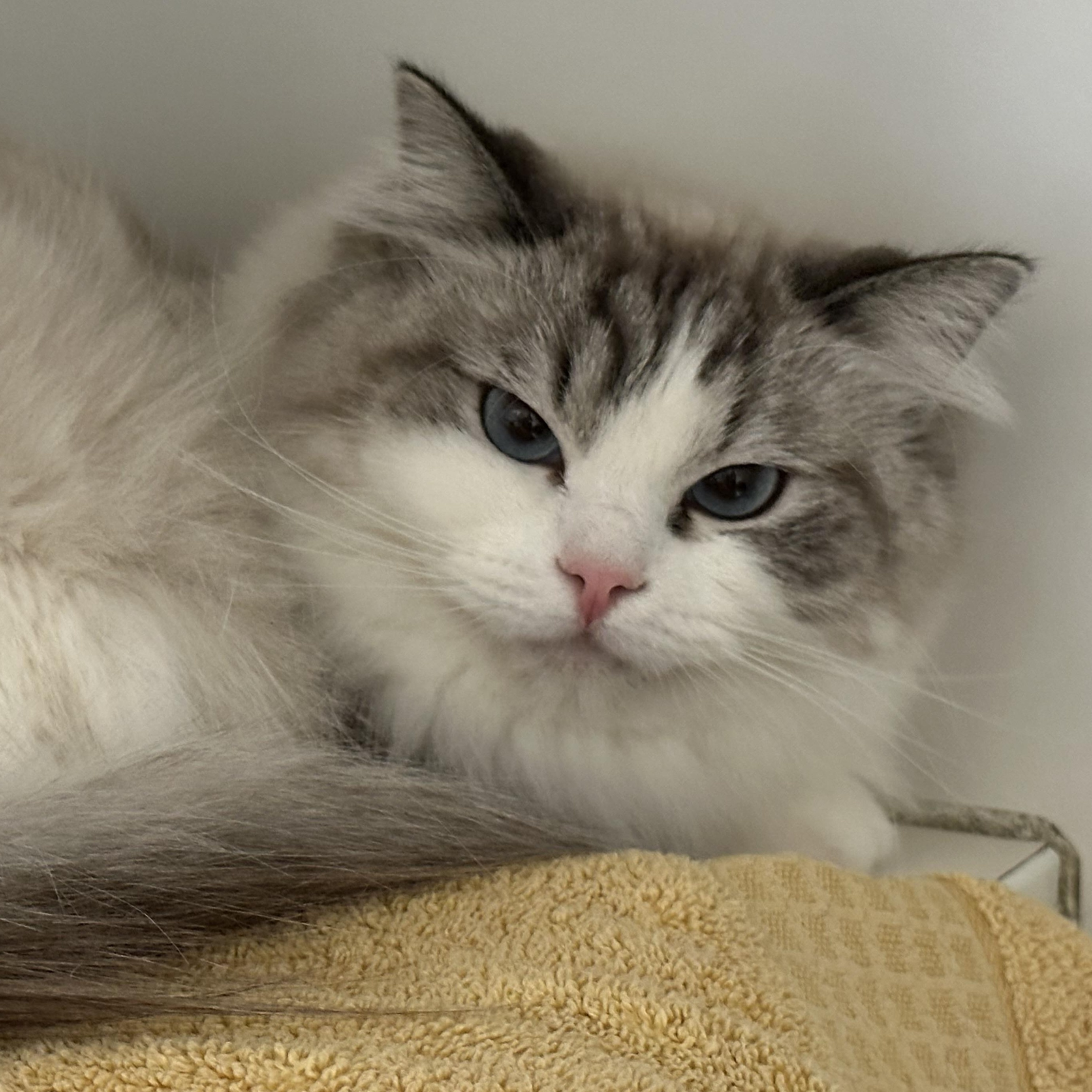 Enlarge Stormi & Bella , a ADOPTABLE Domestic Short Hair in Clifton, NJ image 6/6