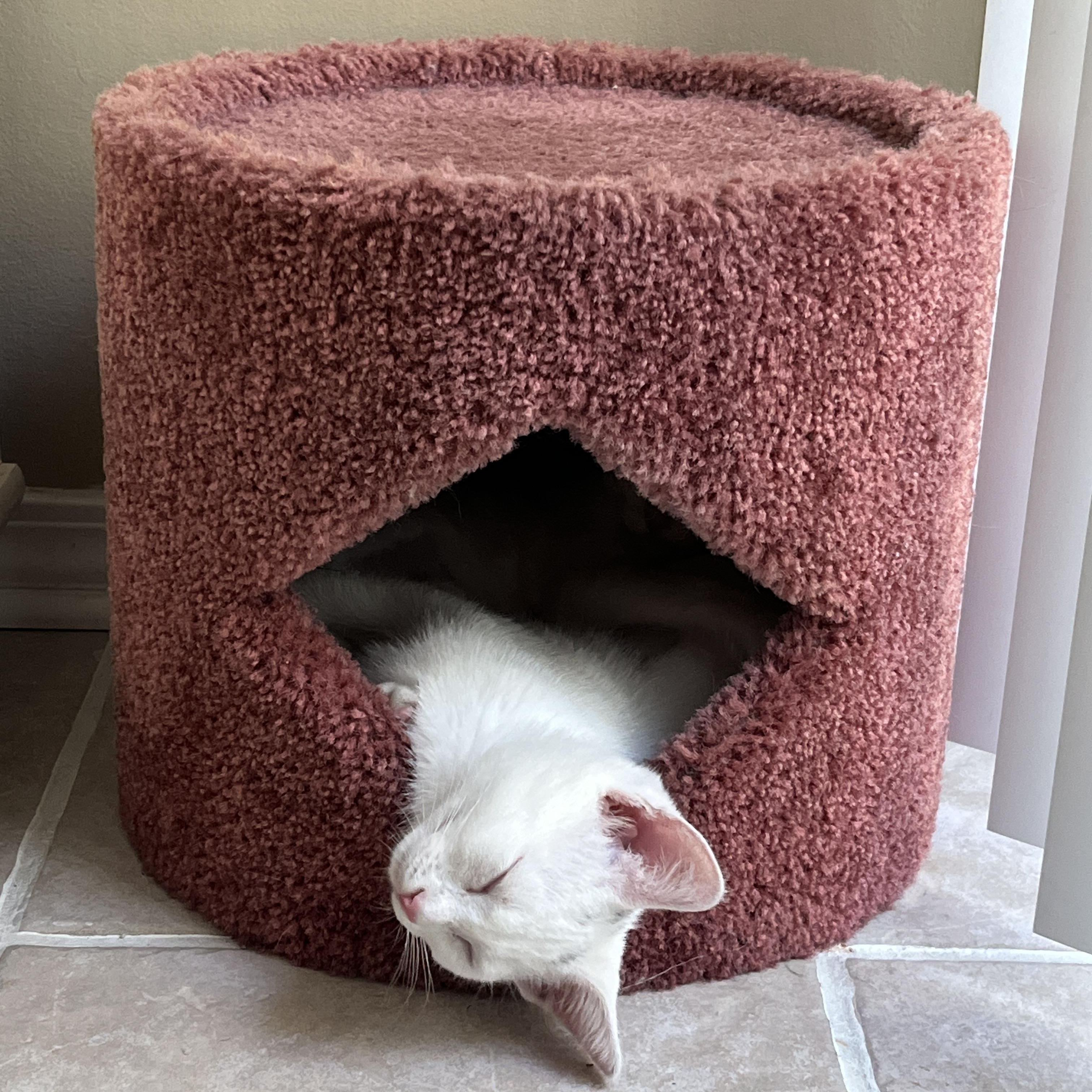 Enlarge Sprout, a Adoptable Domestic Short Hair in St. Charles, IL image 4/6