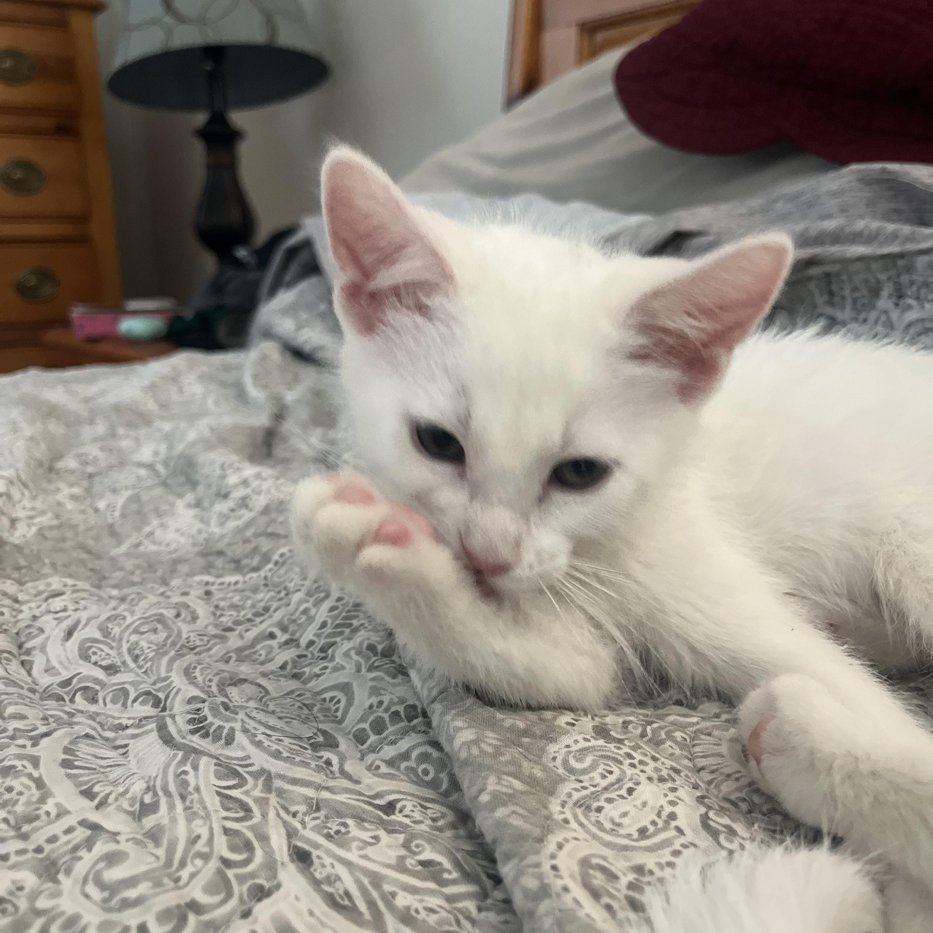 Enlarge Sprout, a Adoptable Domestic Short Hair in St. Charles, IL image 3/6