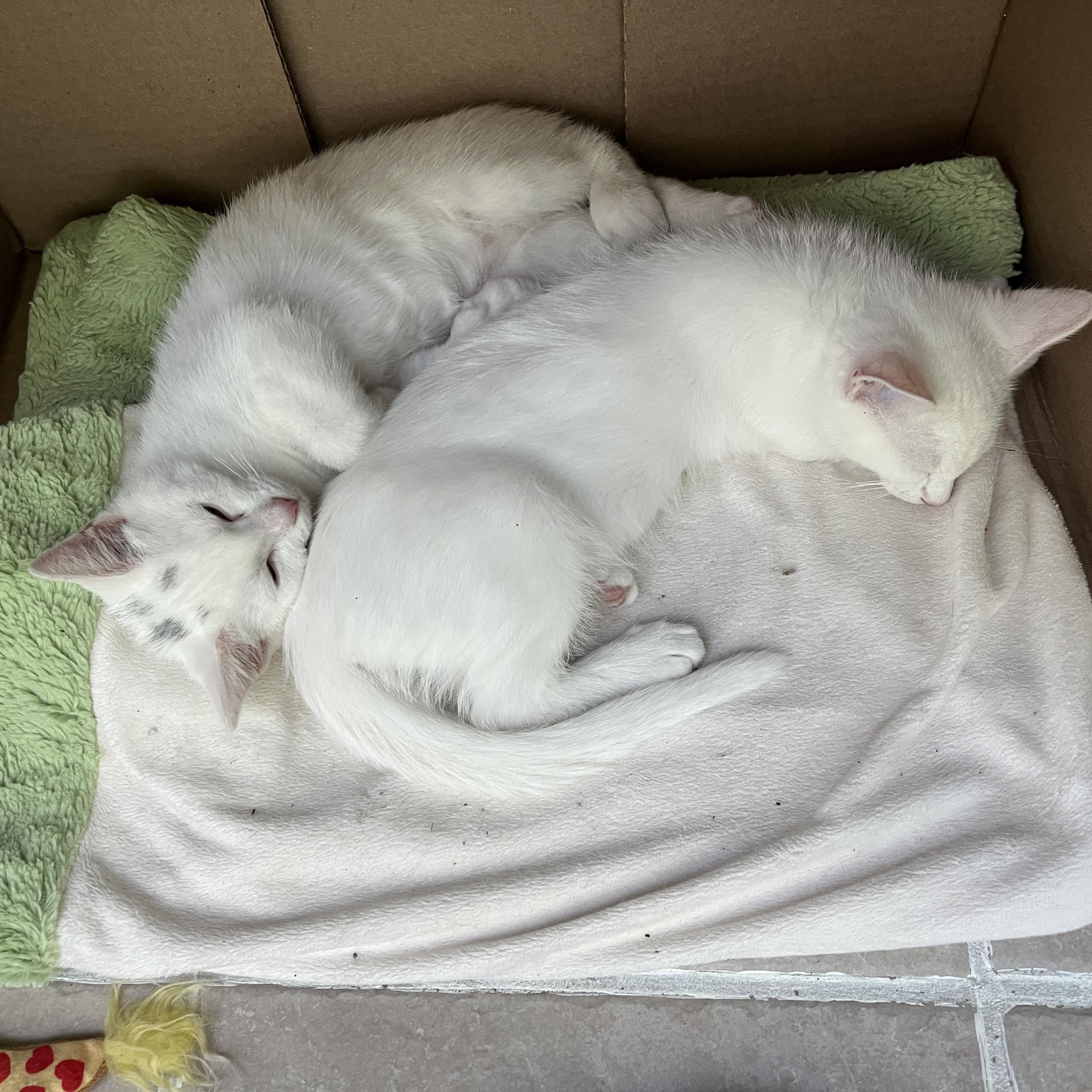 Enlarge Sprout, a Adoptable Domestic Short Hair in St. Charles, IL image 5/6