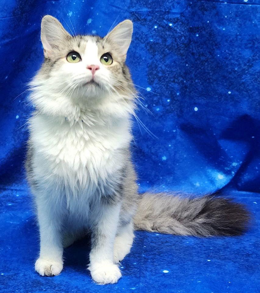 260037 Scrappy — thumbnail 2