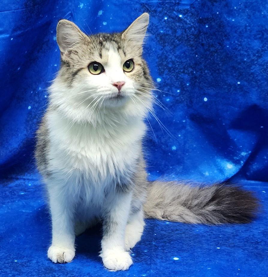 260037 Scrappy — thumbnail 3