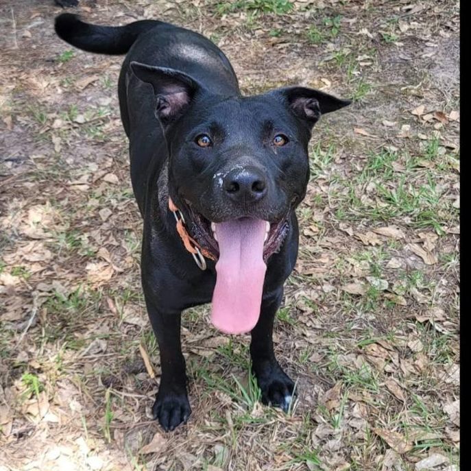 Mickey, Adoptable, Adult Male Black Labrador Retriever.