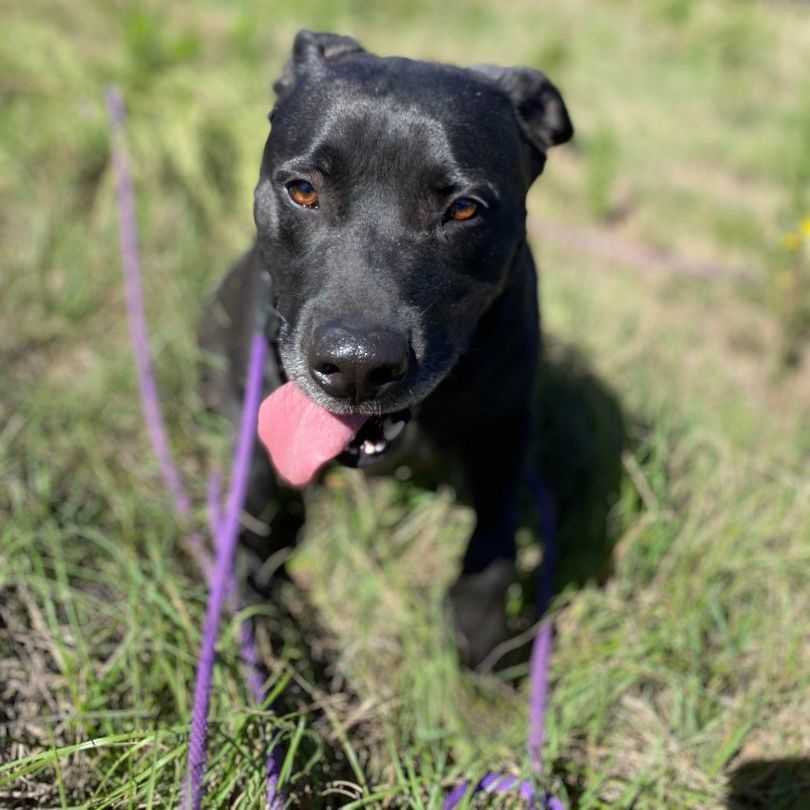 Enlarge Mickey, a Adoptable mixed breed in Madison , WI image 4/4