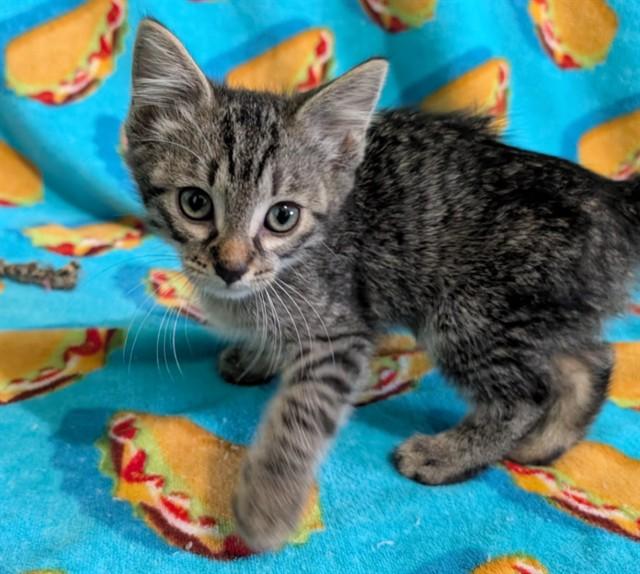 THREE CANS OF CHEEZ WHIZ, Adoptable, Kitten Male Domestic Short Hair.
