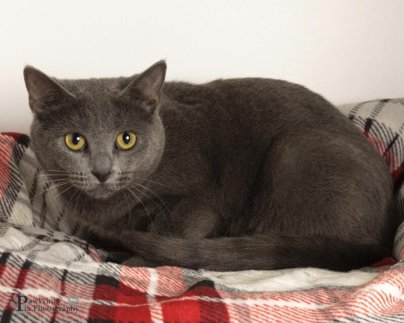 Enlarge Spruce, a Adoptable Domestic Short Hair in Maryville, TN image 1/1
