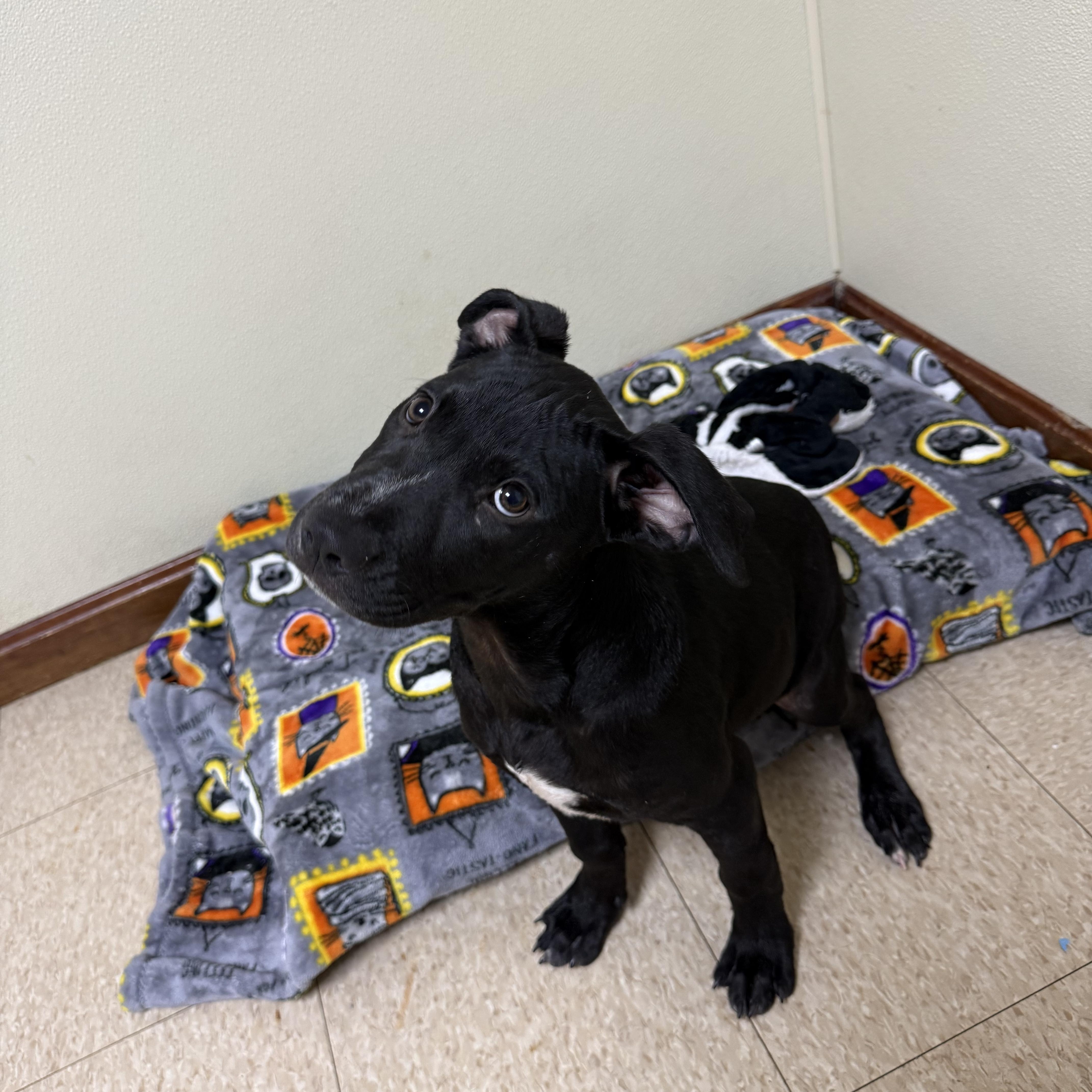 Enlarge Big Mac, a Adoptable mixed breed in Douglas, MA image 3/6