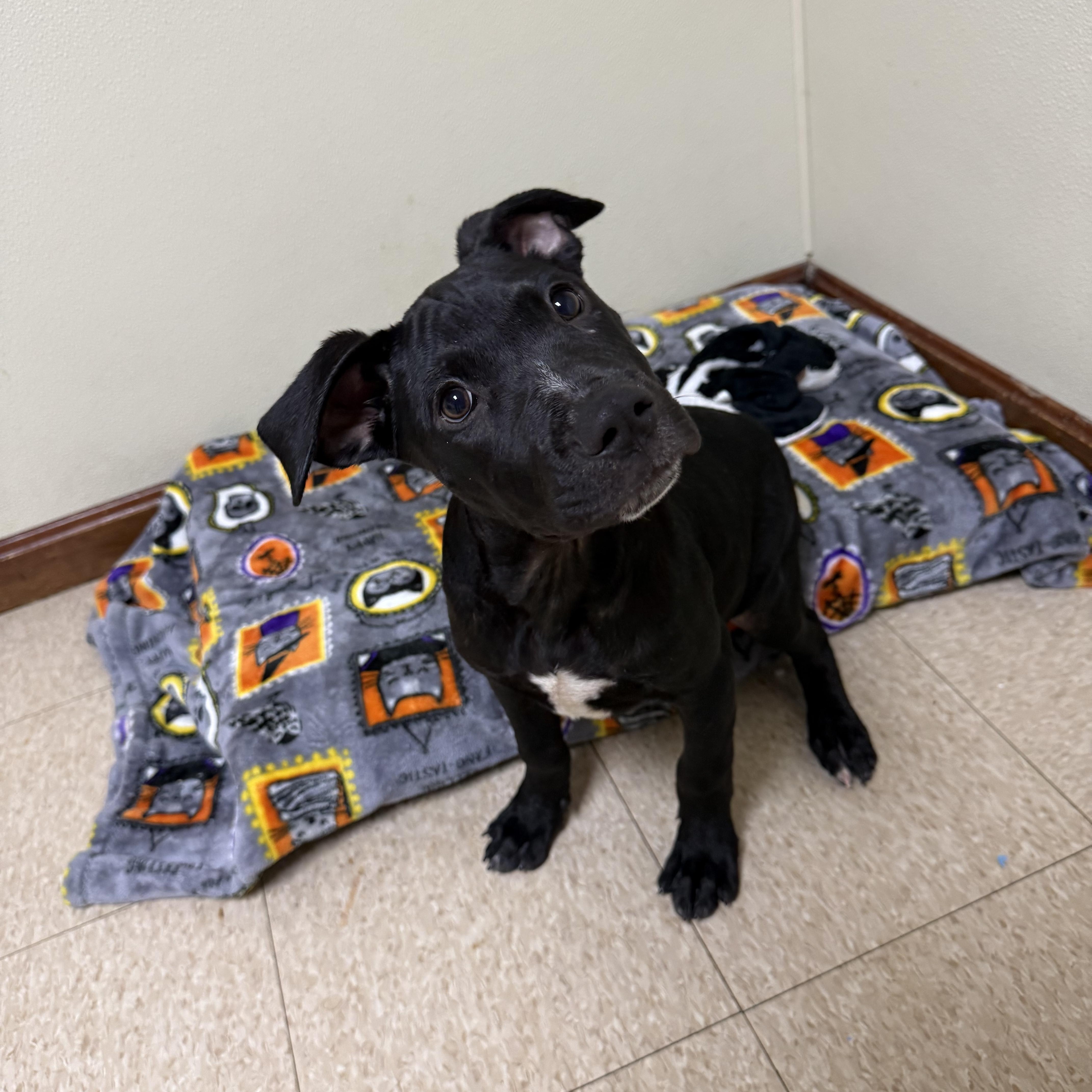 Enlarge Big Mac, a Adoptable mixed breed in Douglas, MA image 4/6