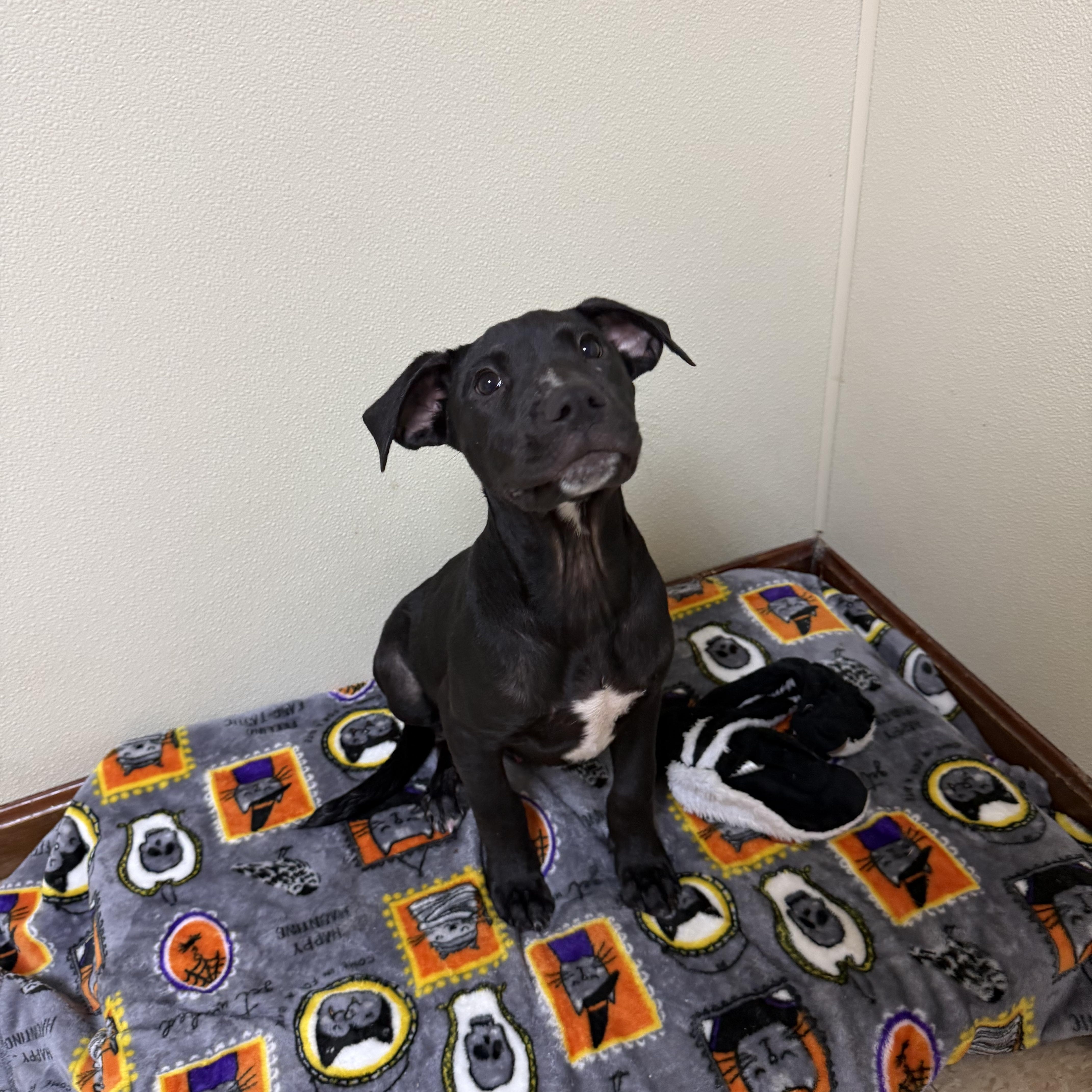 Enlarge Big Mac, a Adoptable mixed breed in Douglas, MA image 5/6