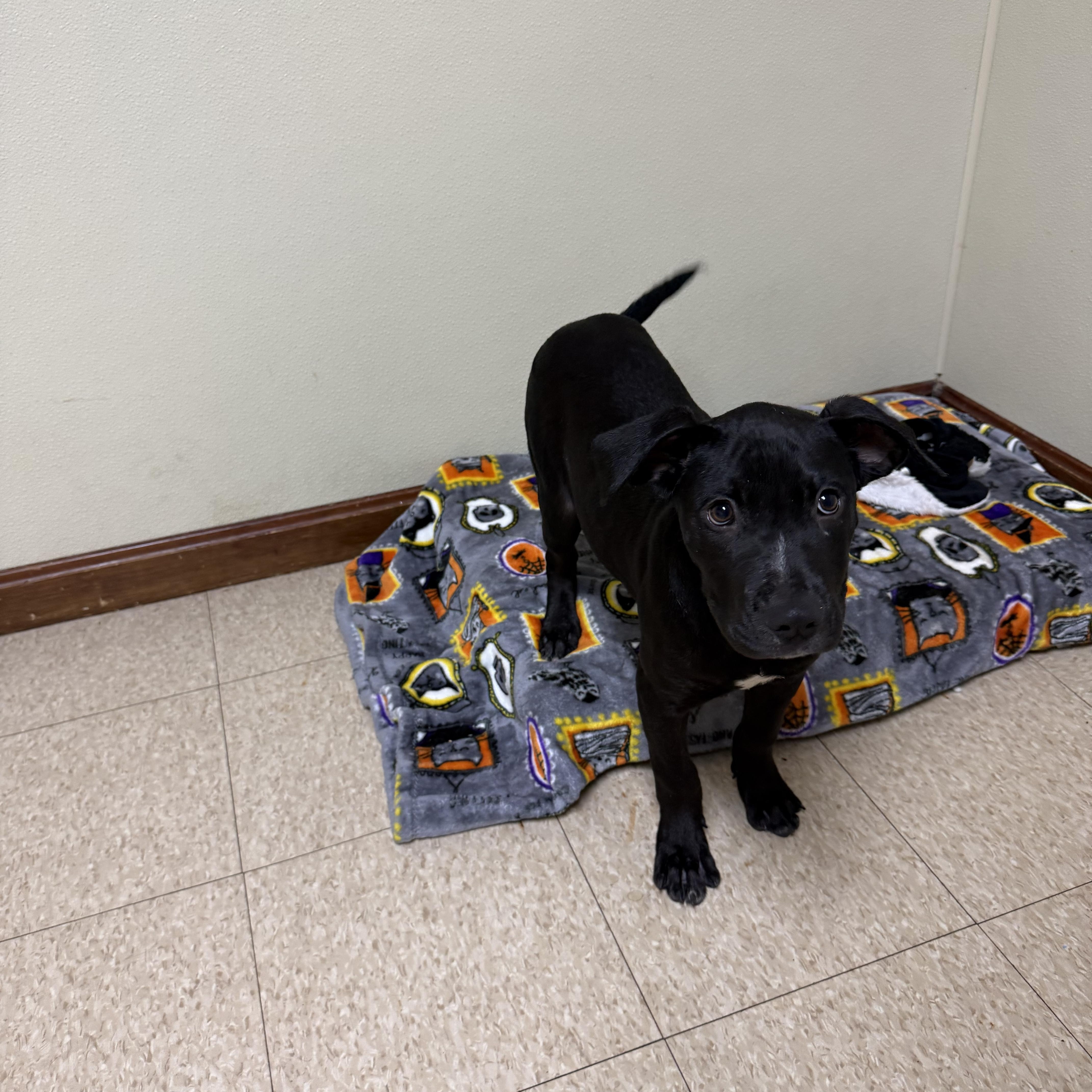 Enlarge Big Mac, a Adoptable mixed breed in Douglas, MA image 6/6