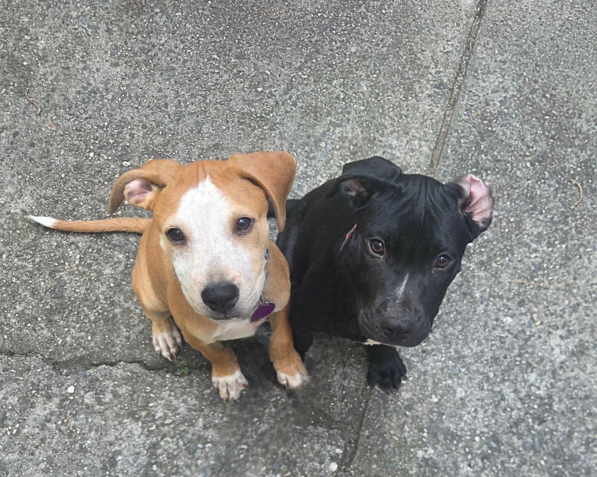 Enlarge Big Mac, a Adoptable mixed breed in Douglas, MA image 2/6