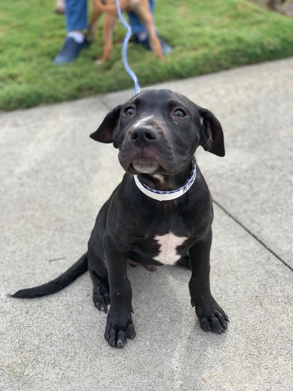 Big Mac, Adoptable, Puppy Male Mixed Breed.
