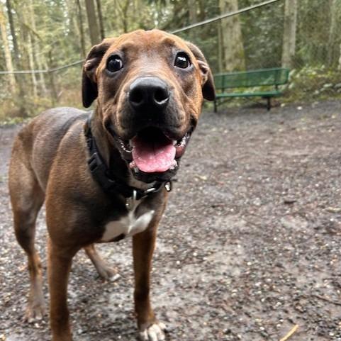 Enlarge Hershey, a Adoptable Pit Bull Terrier in Port Townsend, WA image 1/6