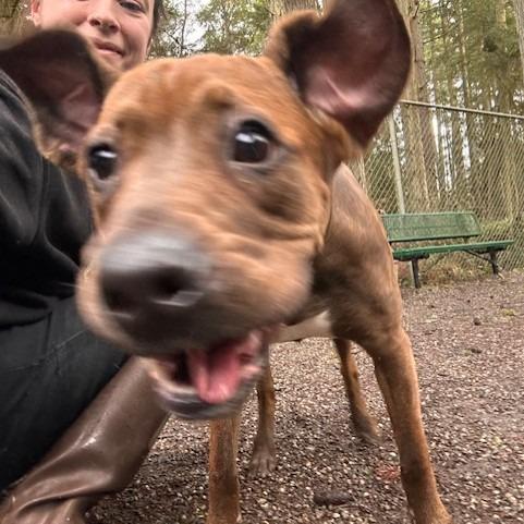 Enlarge Hershey, a Adoptable Pit Bull Terrier in Port Townsend, WA image 3/6