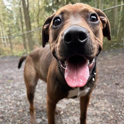 Enlarge Hershey, a Adoptable Pit Bull Terrier in Port Townsend, WA image 4/6