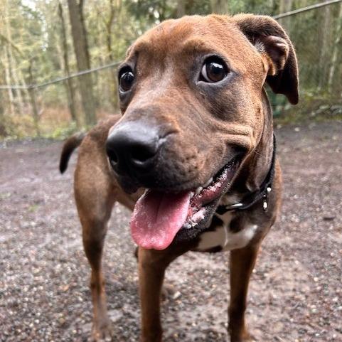 Enlarge Hershey, a Adoptable Pit Bull Terrier in Port Townsend, WA image 6/6