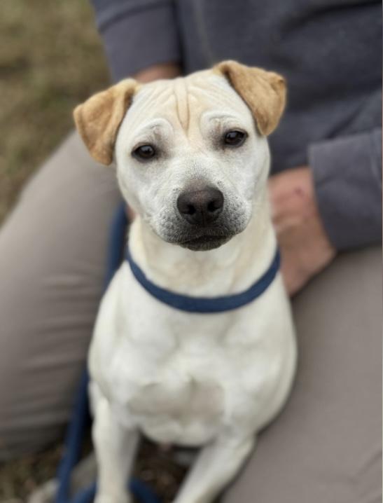 Samson, ADOPTABLE, Young Male Shar-Pei.