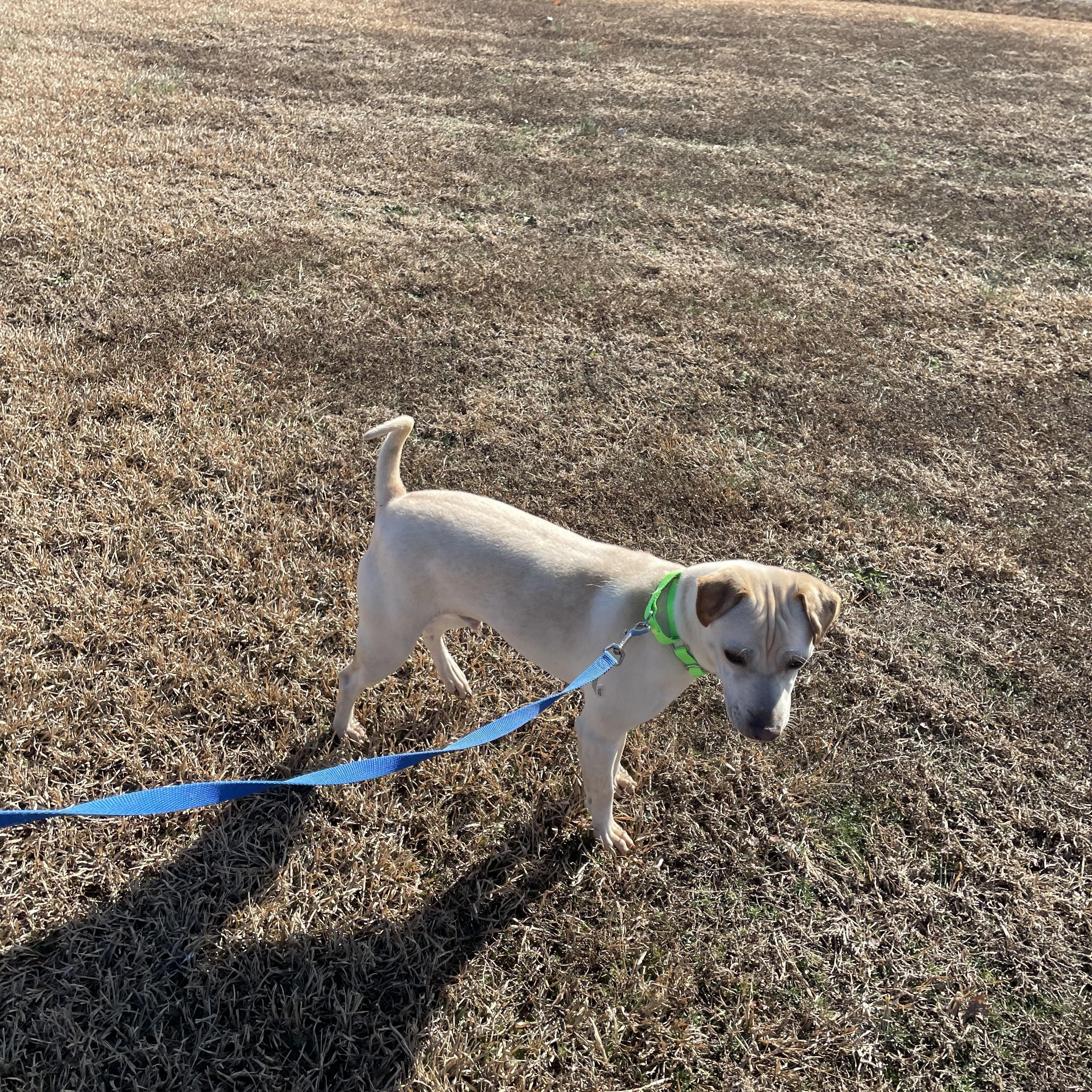 Enlarge Samson, a ADOPTABLE mixed breed in Richmond, VA image 3/4