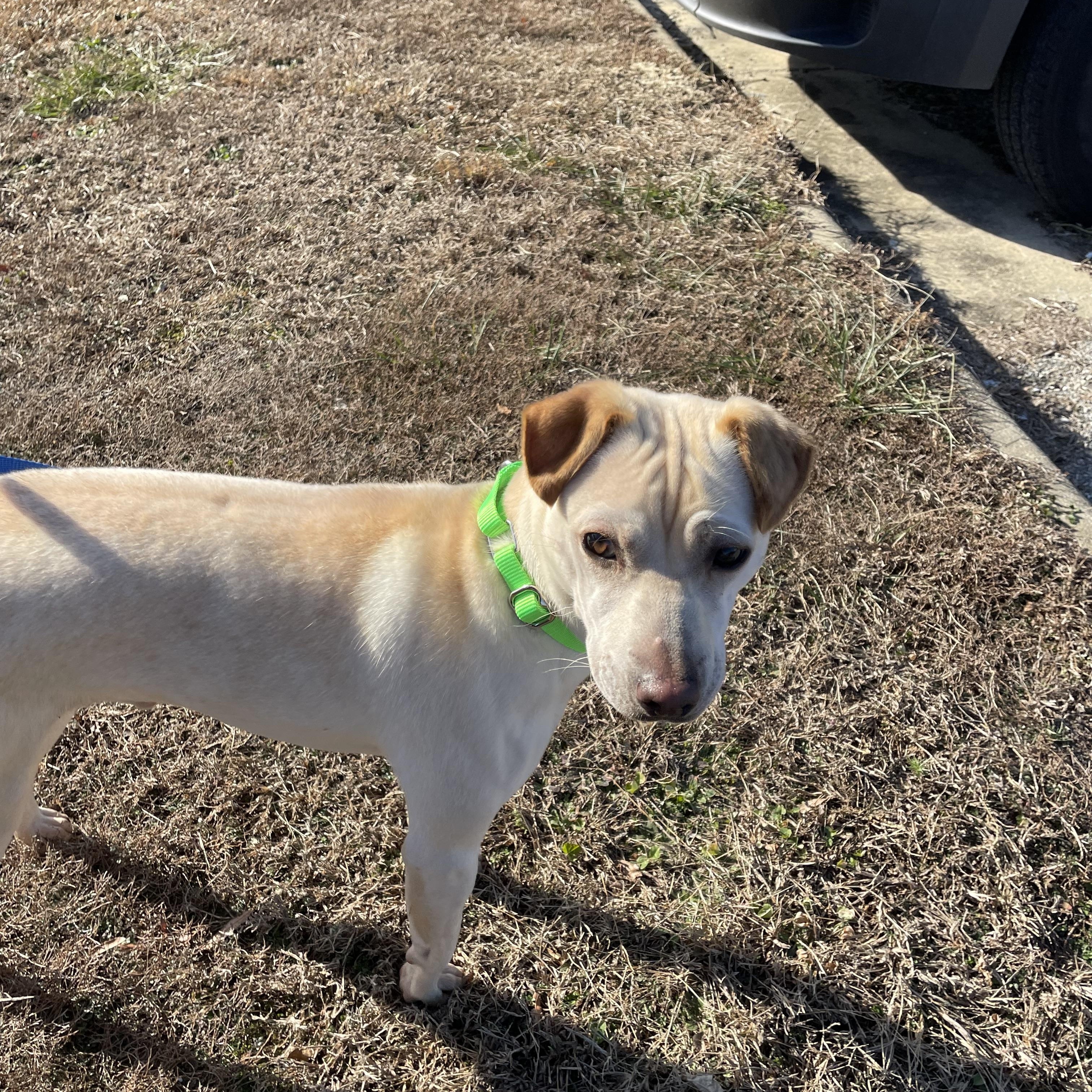 Enlarge Samson, a ADOPTABLE mixed breed in Richmond, VA image 2/4