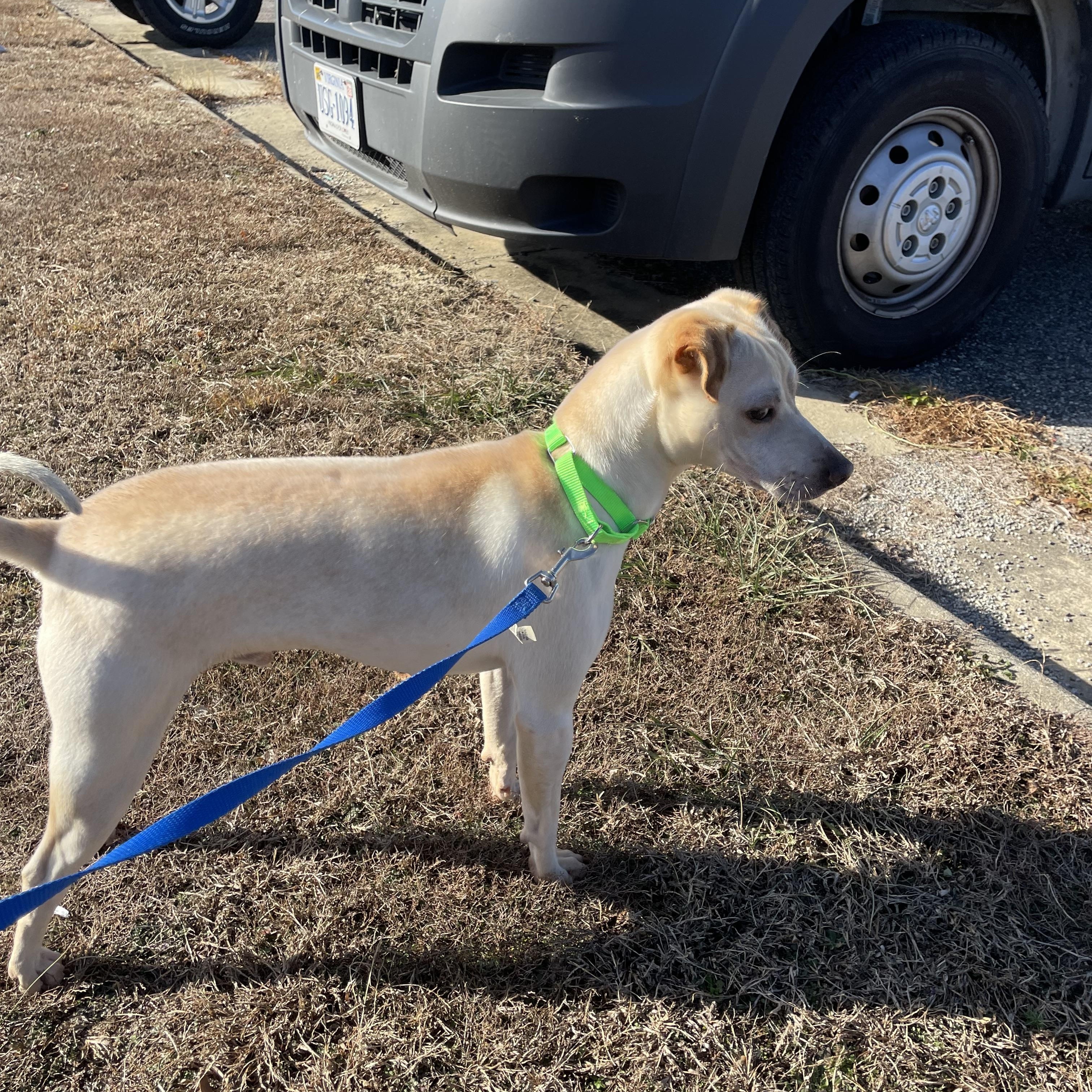 Enlarge Samson, a ADOPTABLE mixed breed in Richmond, VA image 4/4