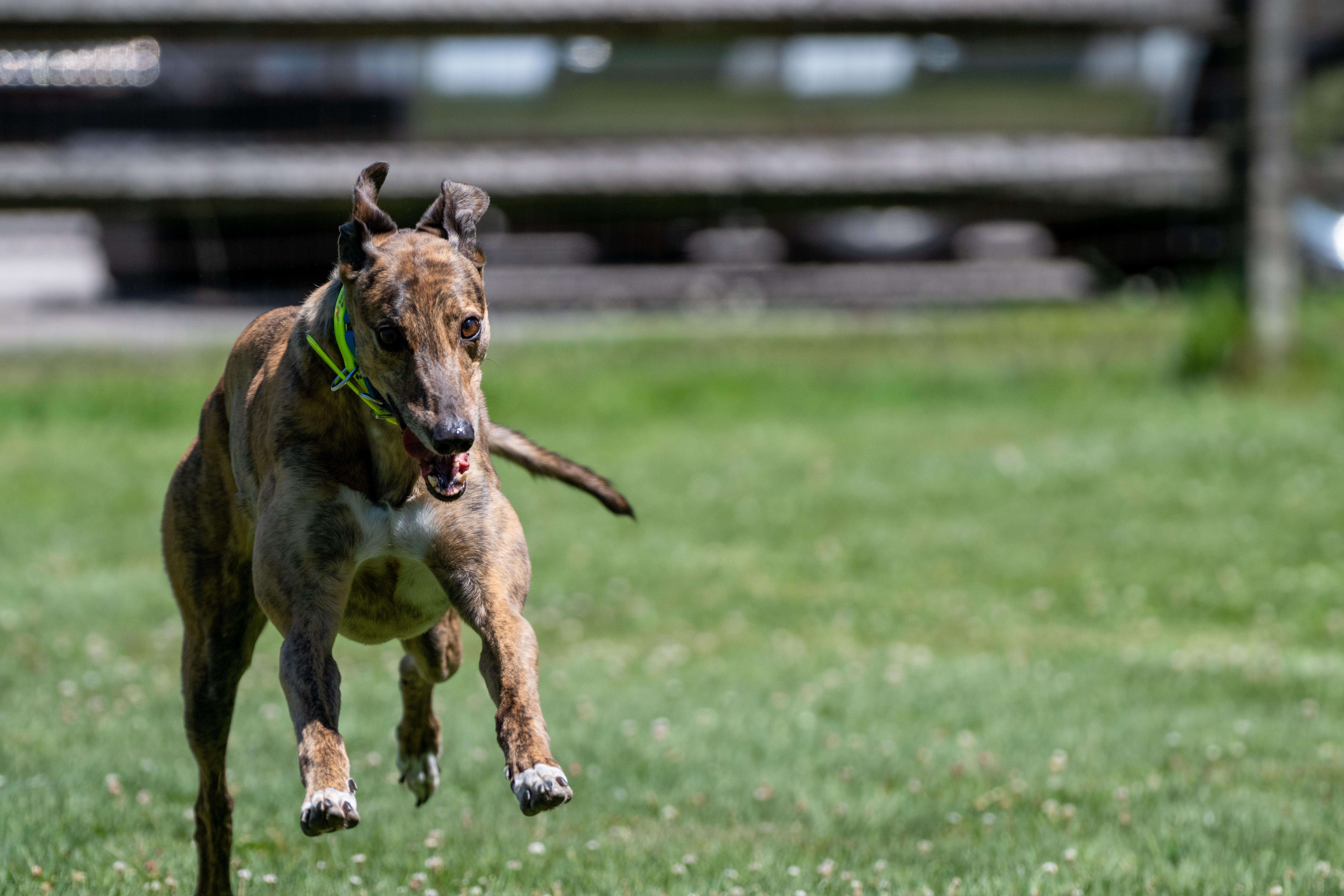 Enlarge Ninety Nine "Ellie", a Adopted Greyhound in Chagrin Falls, OH image 6/6