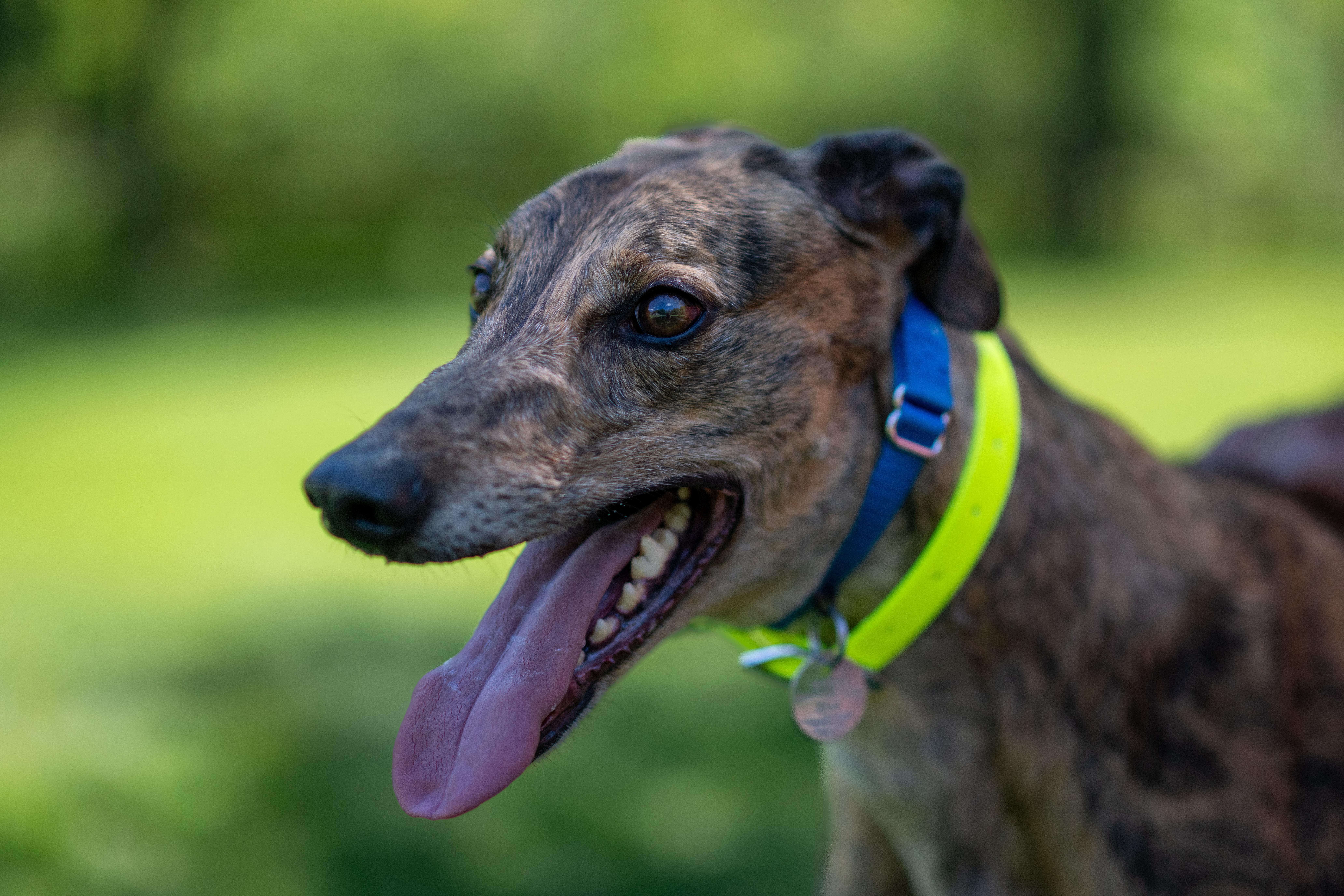 Enlarge Ninety Nine "Ellie", a Adopted Greyhound in Chagrin Falls, OH image 3/6
