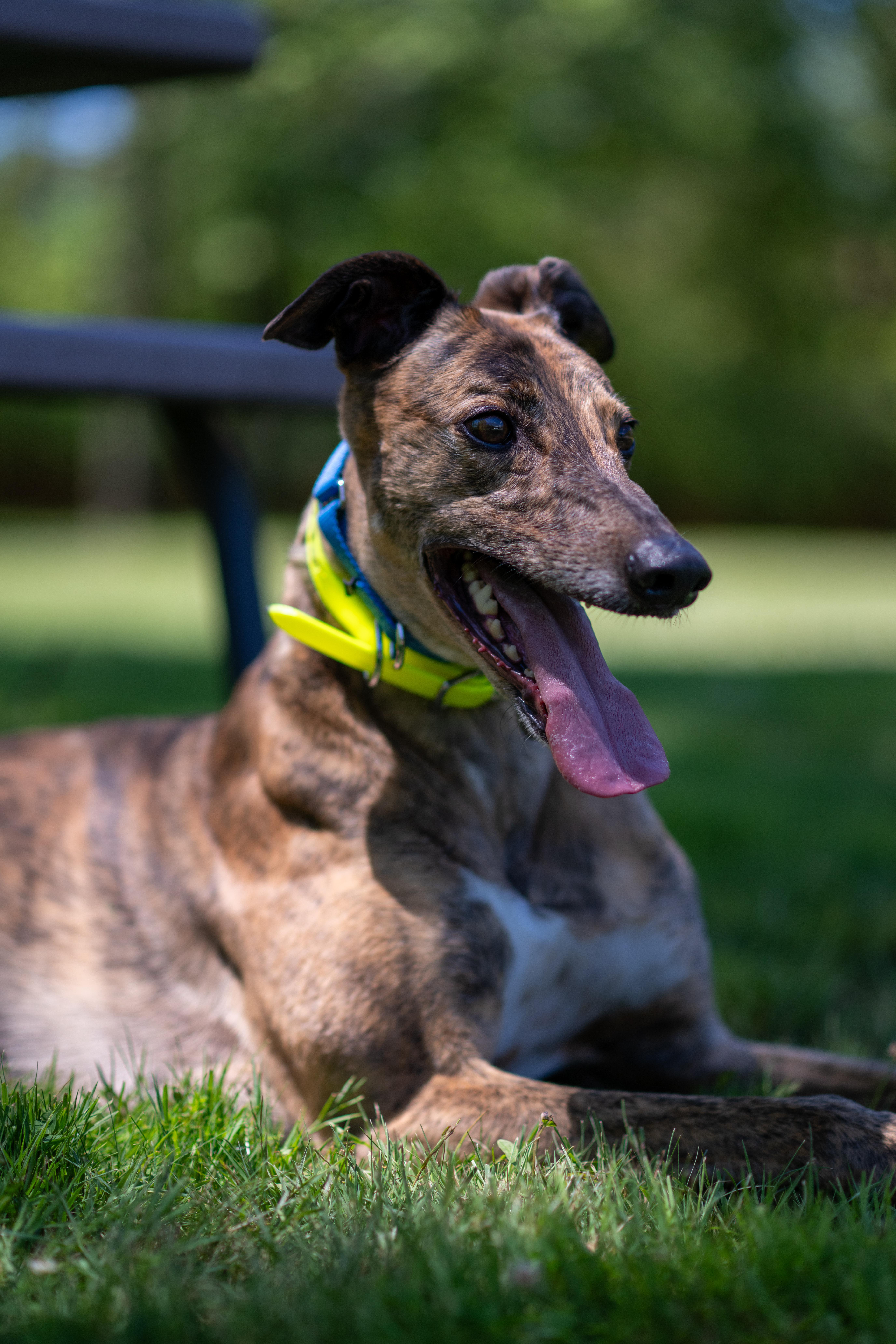 Enlarge Ninety Nine "Ellie", a Adopted Greyhound in Chagrin Falls, OH image 1/6