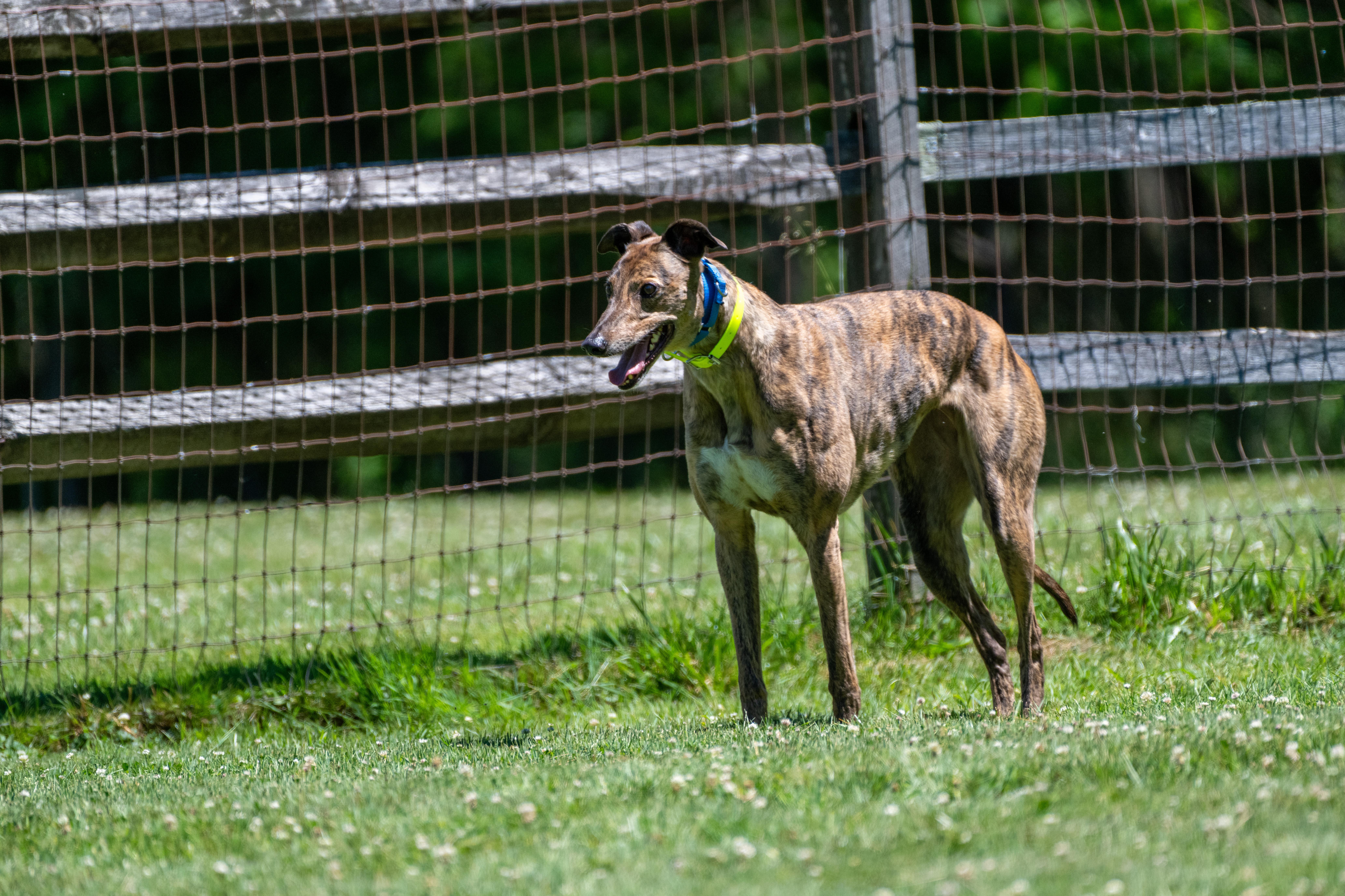 Enlarge Ninety Nine "Ellie", a Adopted Greyhound in Chagrin Falls, OH image 4/6