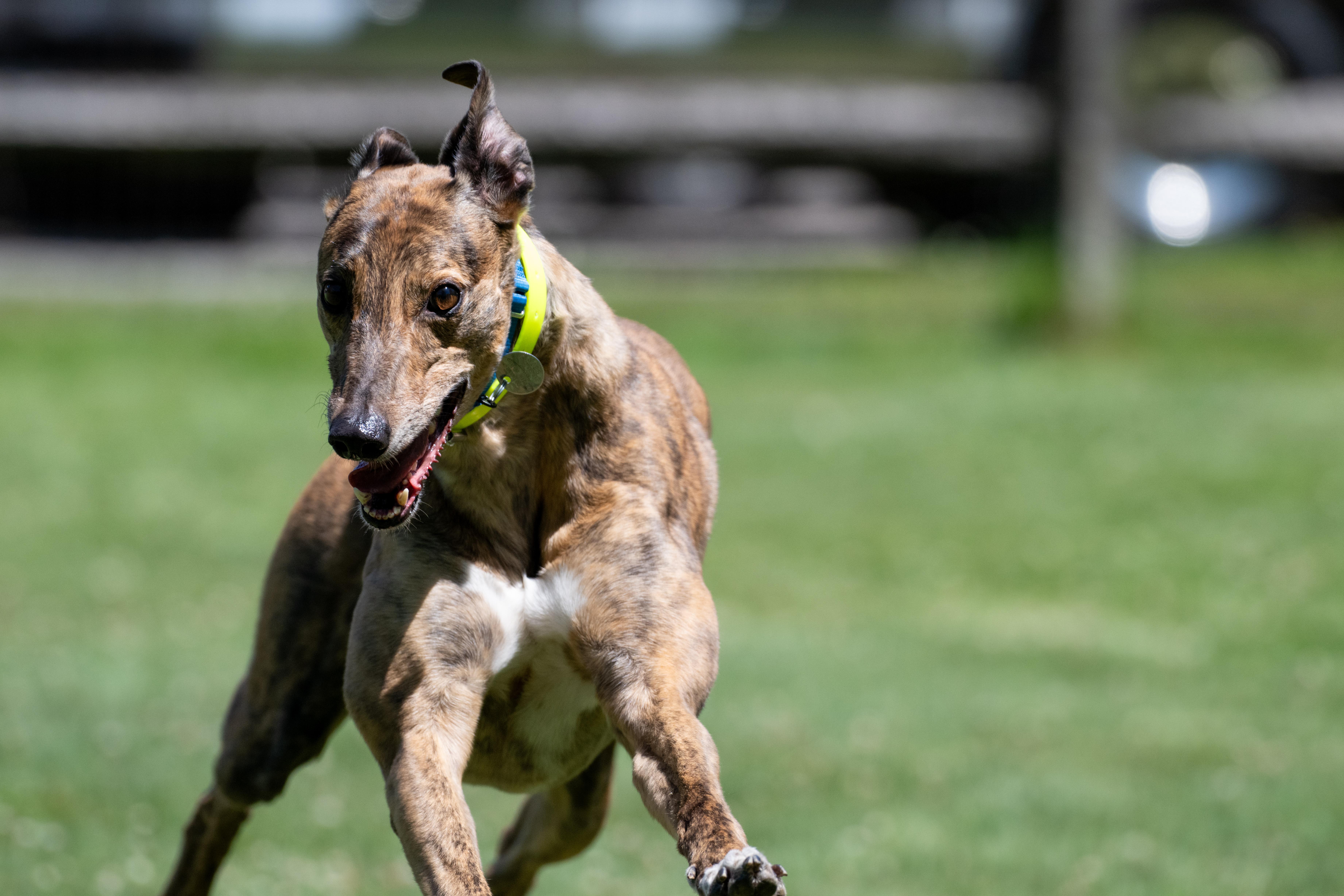 Enlarge Ninety Nine "Ellie", a Adopted Greyhound in Chagrin Falls, OH image 5/6
