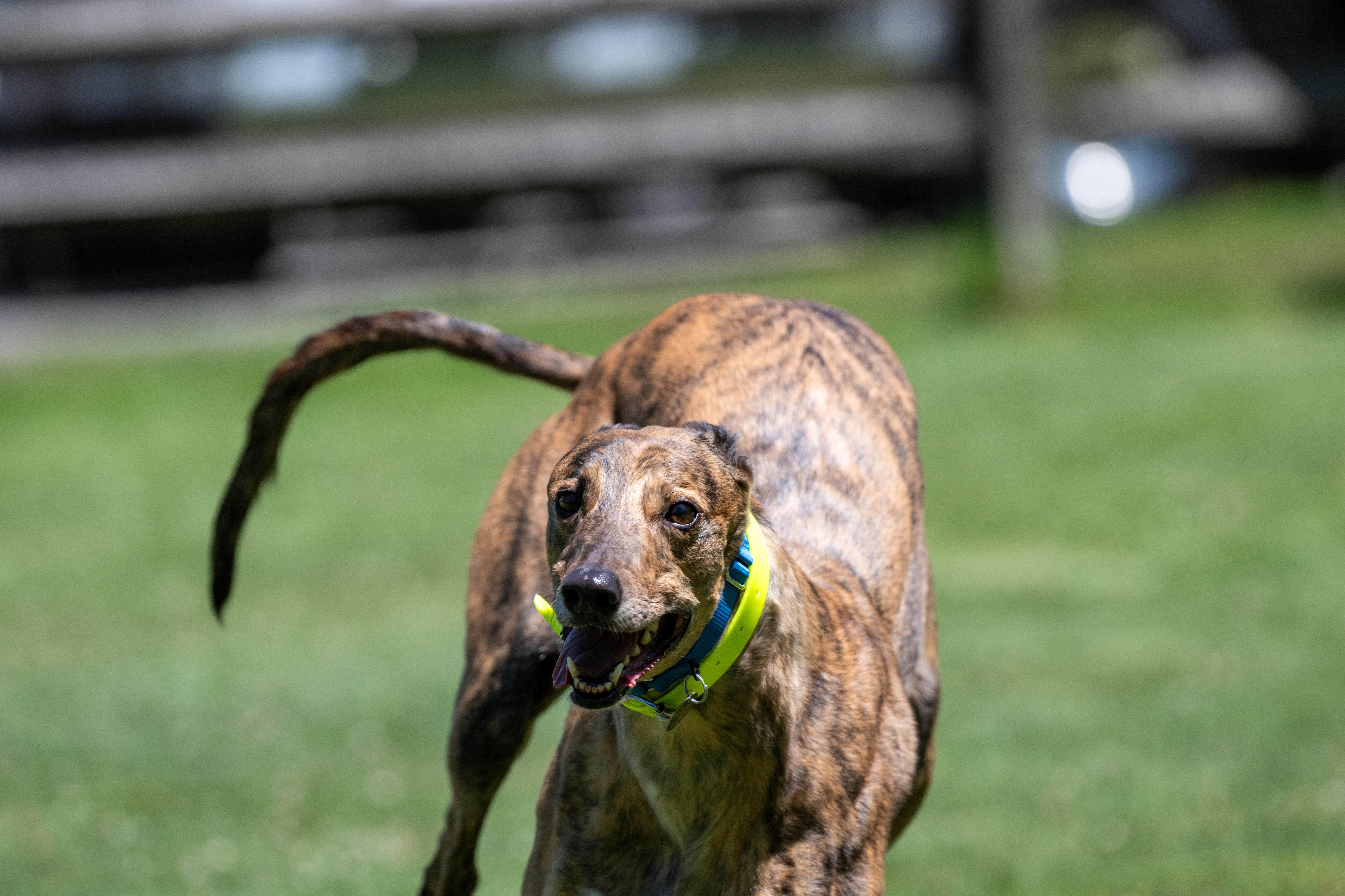 Enlarge Ninety Nine "Ellie", a Adopted Greyhound in Chagrin Falls, OH image 2/6