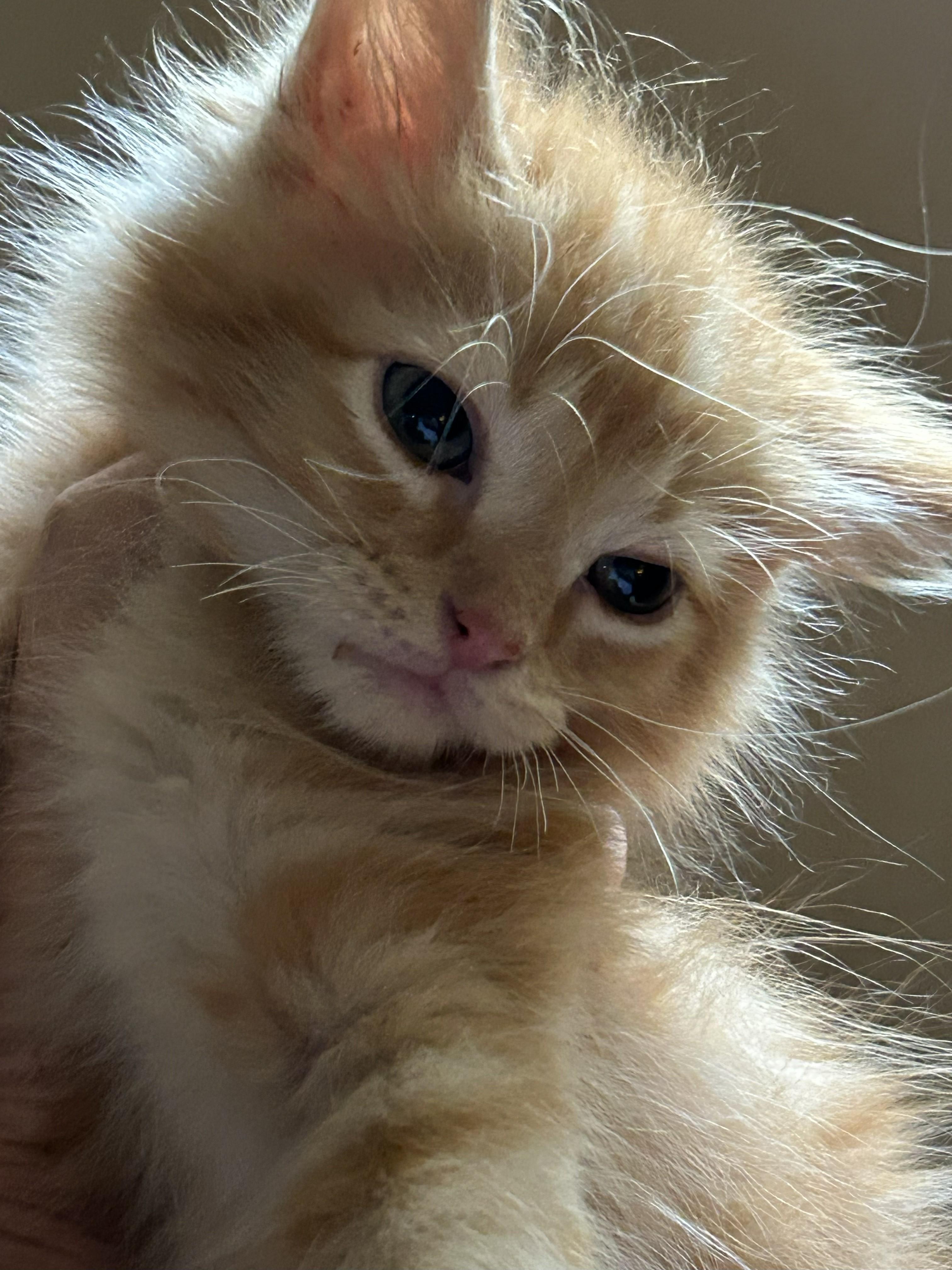 Simon, adopted, Kitten Male Domestic Medium Hair.